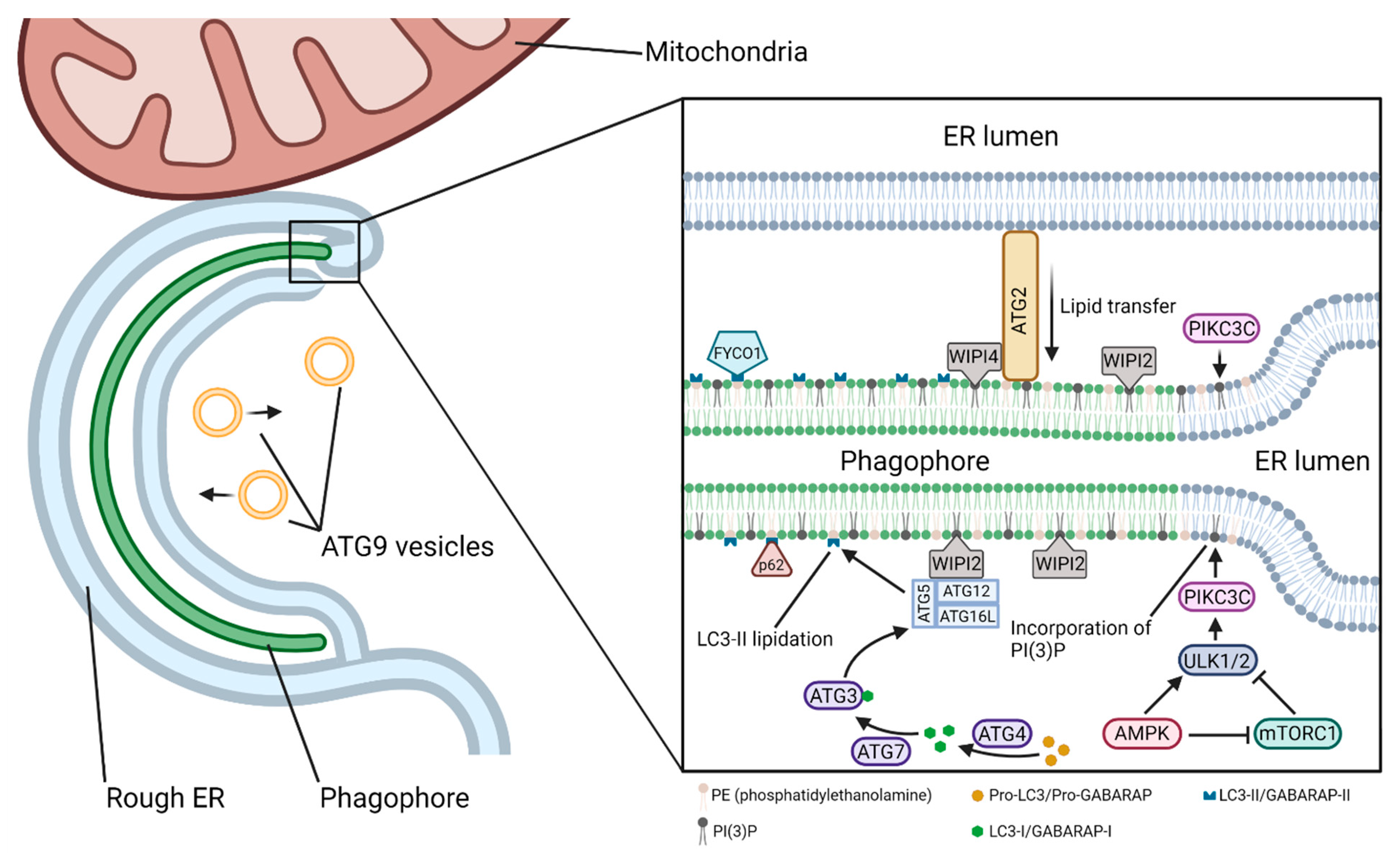 Brainsci 12 00247 g005 Brainsci 12 00247 g005
