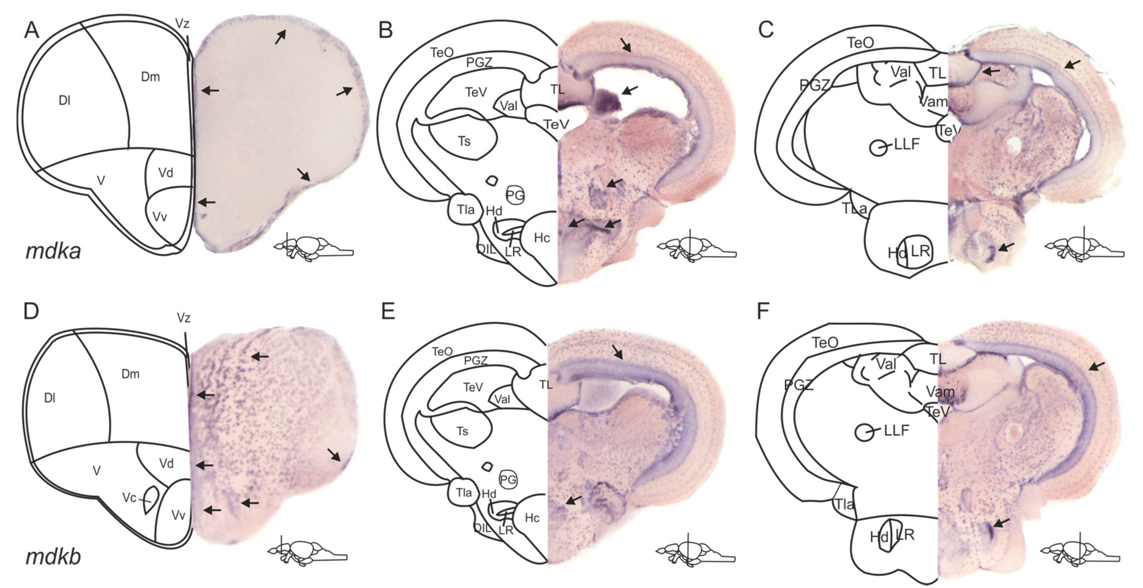 Brainsci 12 00284 g001