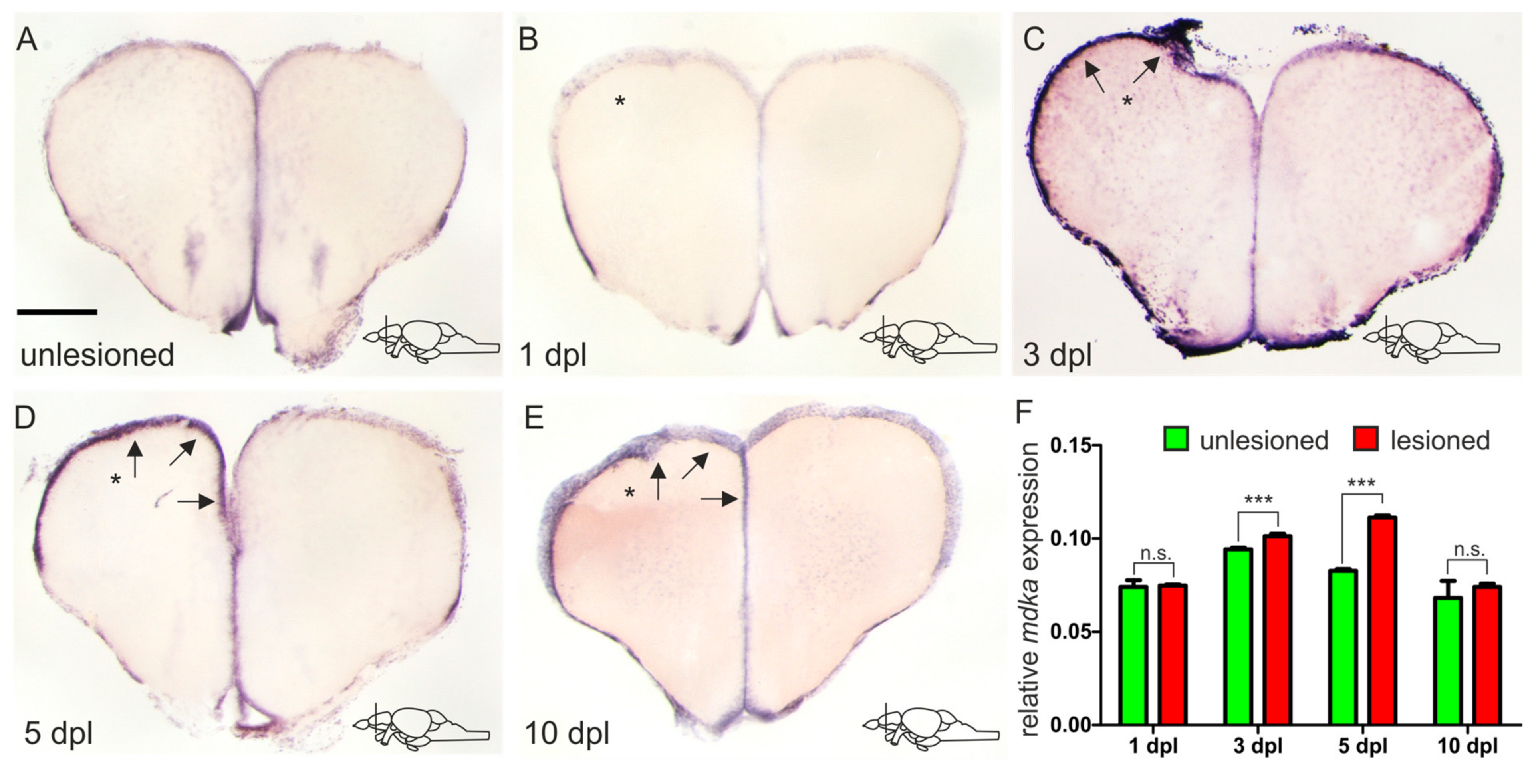 Brainsci 12 00284 g003