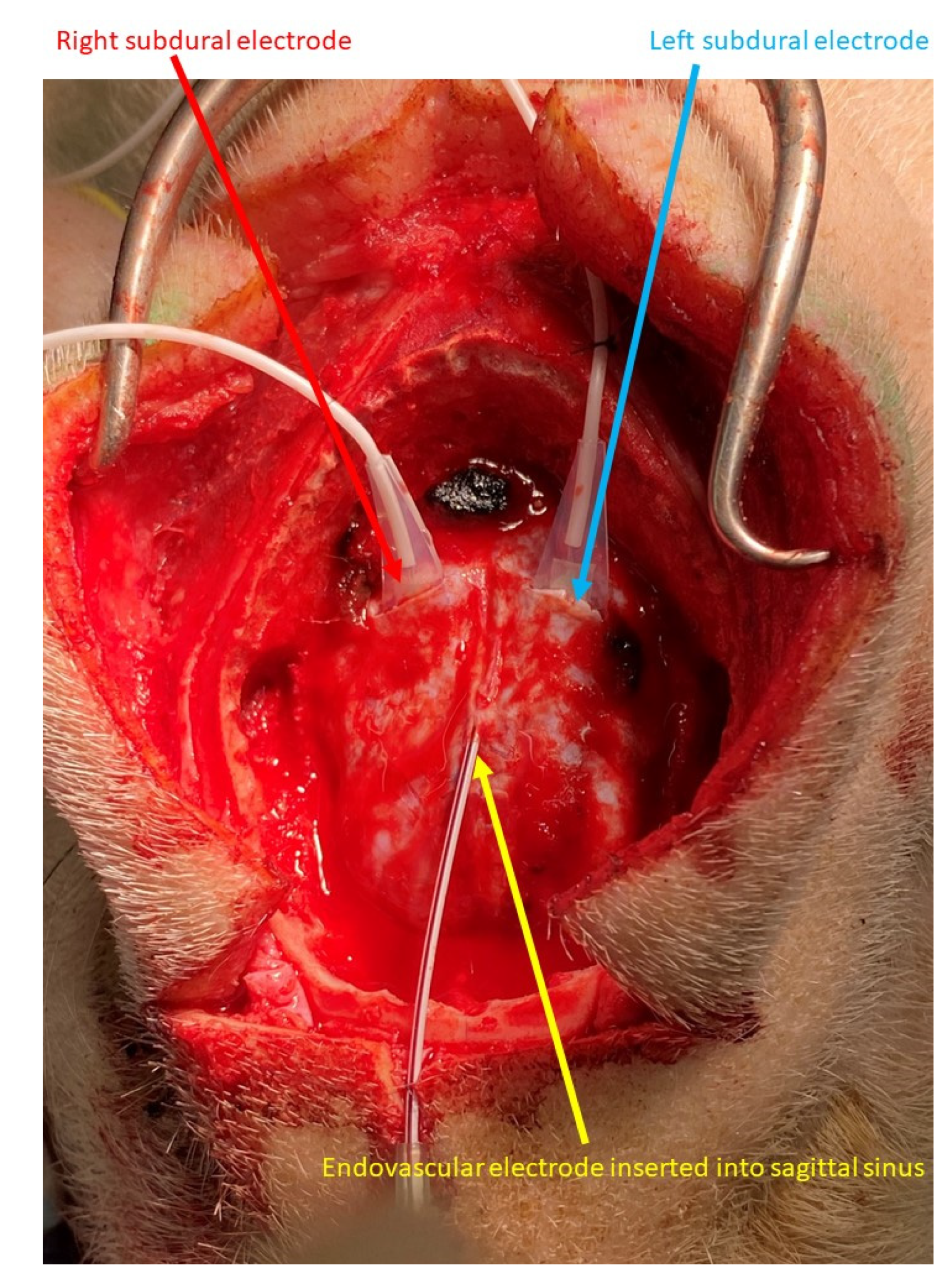 Brainsci 12 00309 g001 Brainsci 12 00309 g001