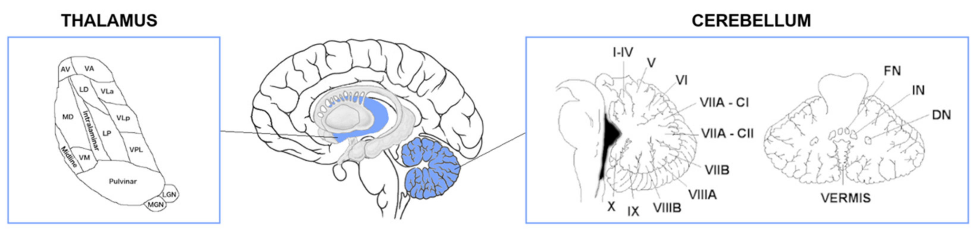Brainsci 12 00336 g001