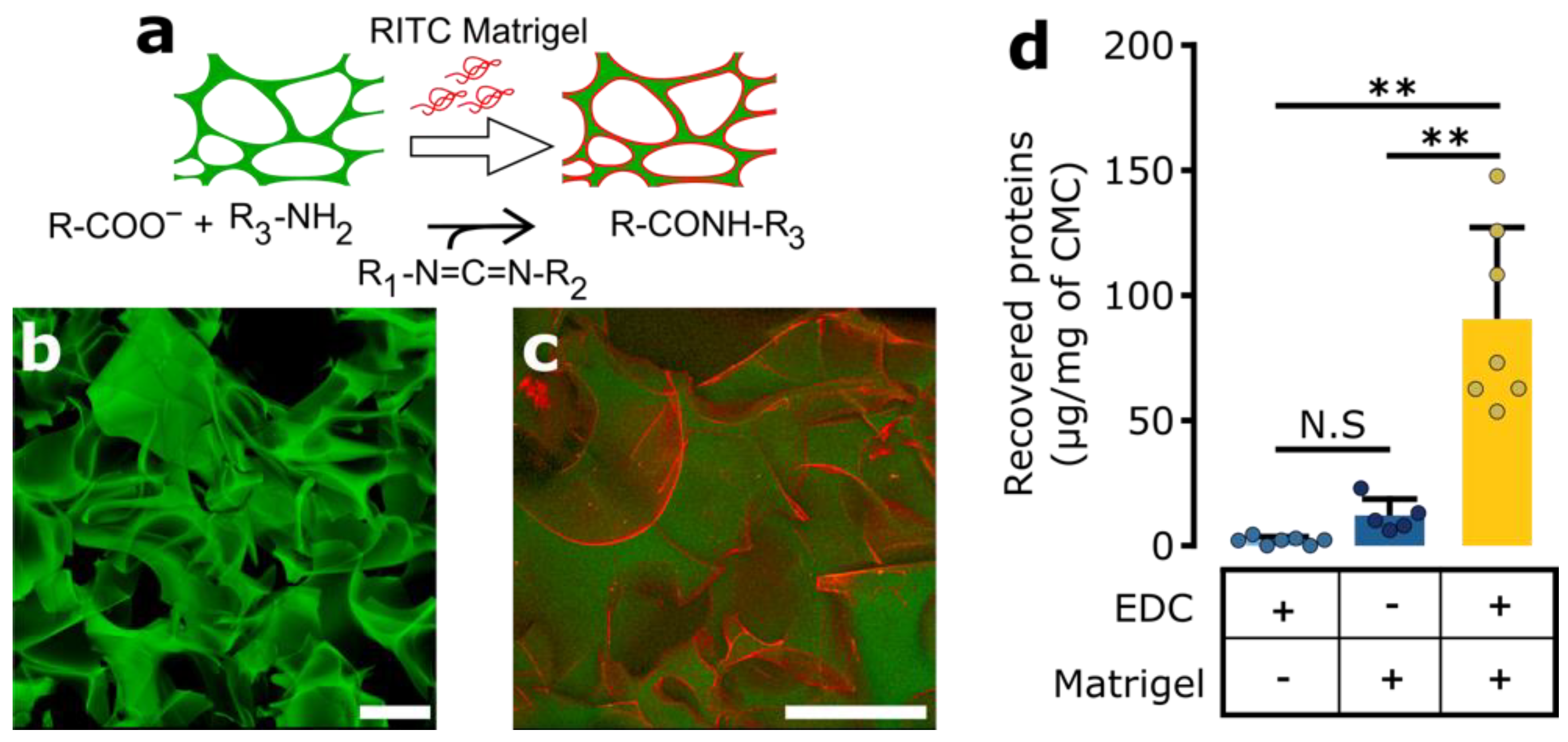 Brainsci 12 00417 g003