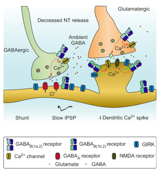 Keeping the Balance: GABAB Receptors in the Developing Brain