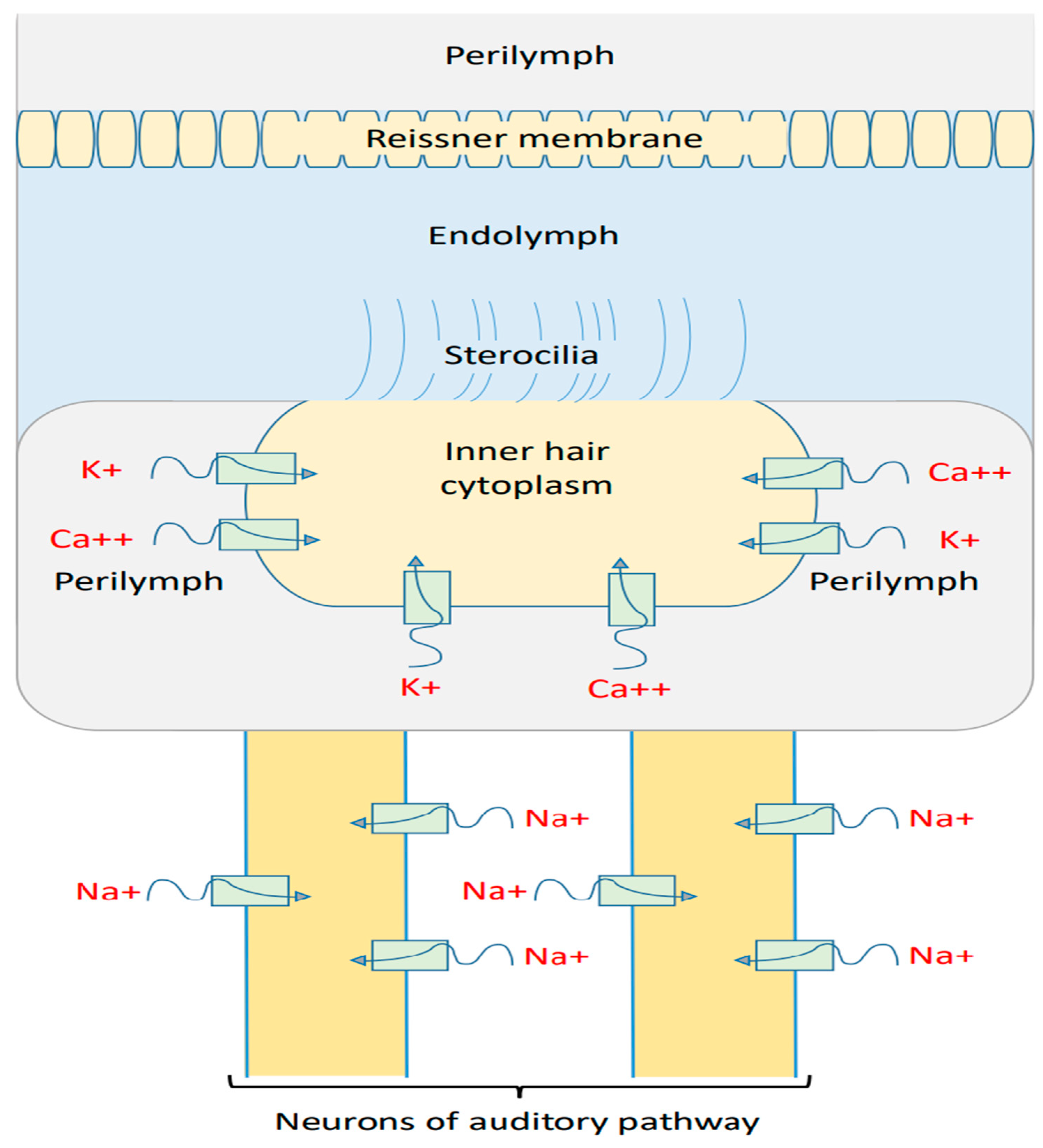 Brainsci 12 00426 g012 Brainsci 12 00426 g012