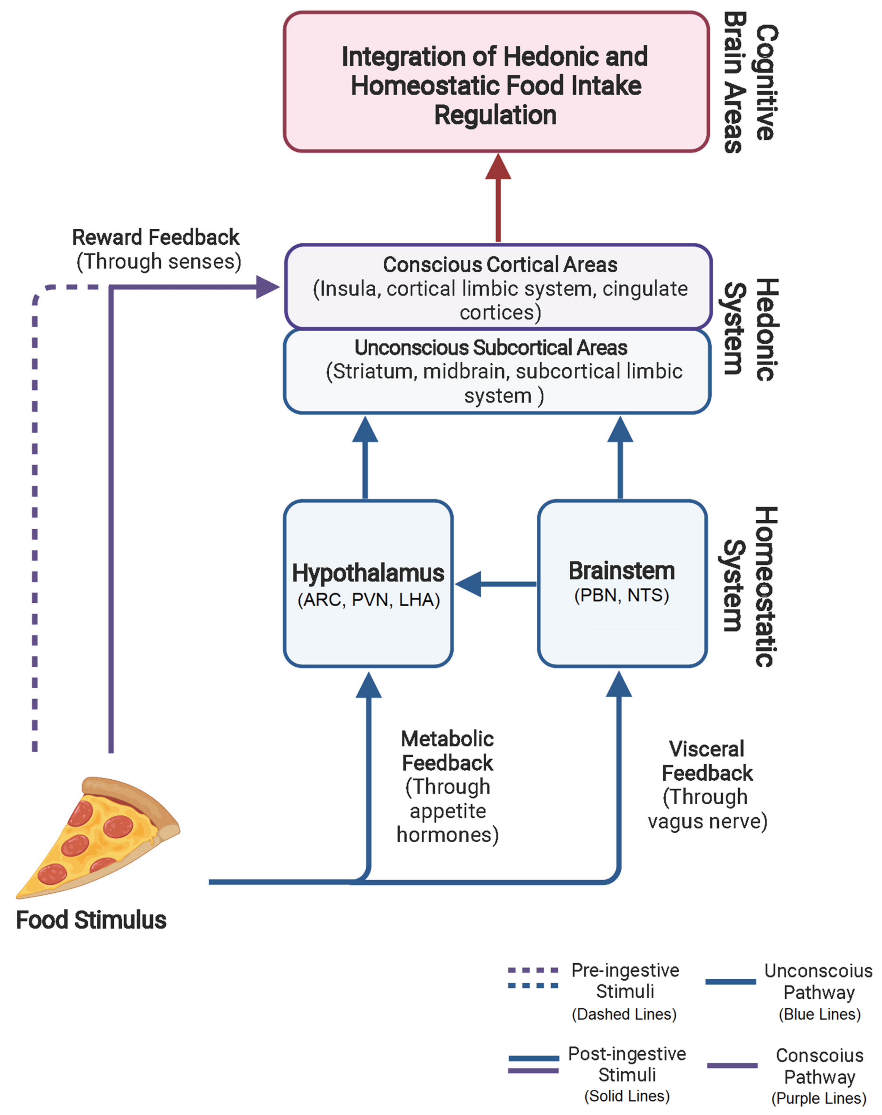 Brain Sciences Free Full-Text Integrative Hedonic and Homeostatic Food Intake Regulation by the Central Nervous System Insights from Neuroimaging pic