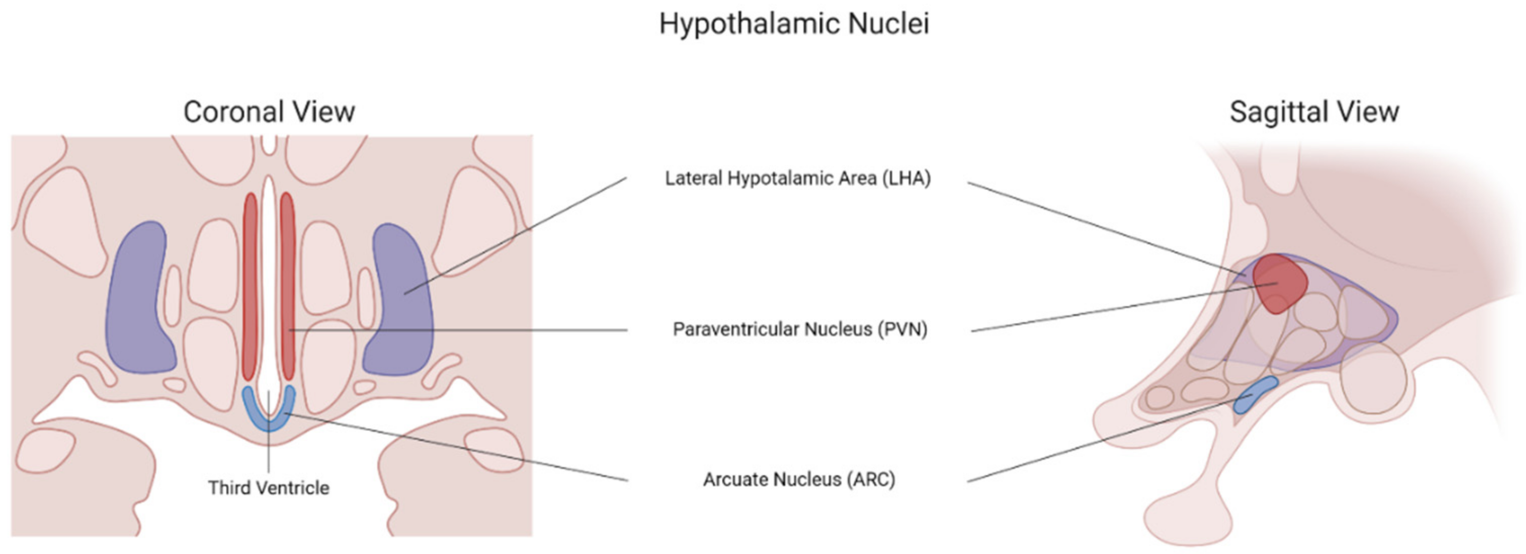Brainsci 12 00431 g002