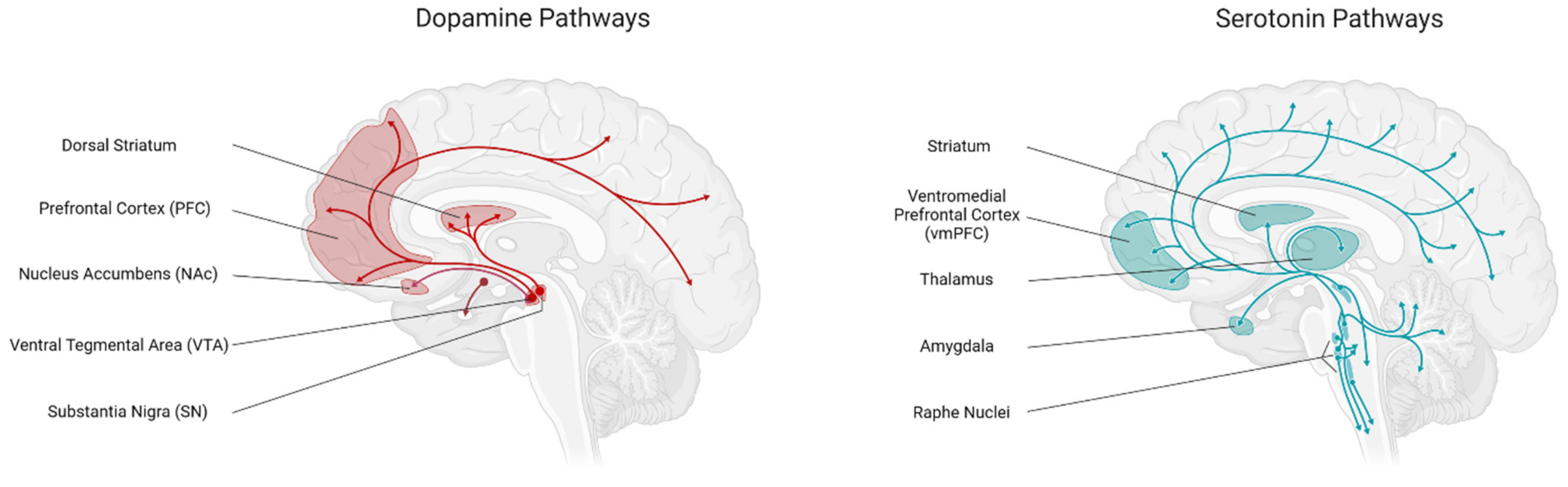 Brainsci 12 00431 g003