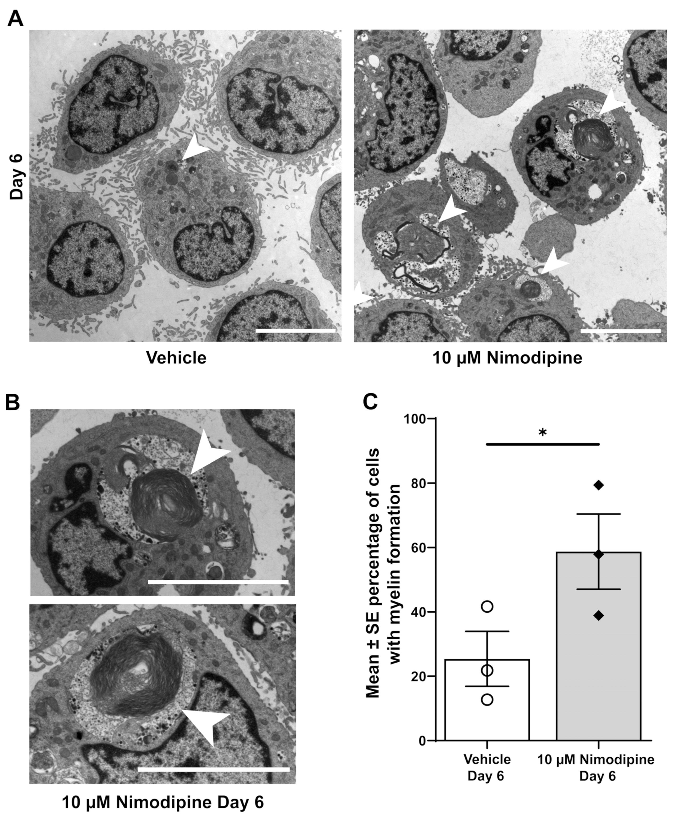 Brainsci 12 00476 g002 Brainsci 12 00476 g002