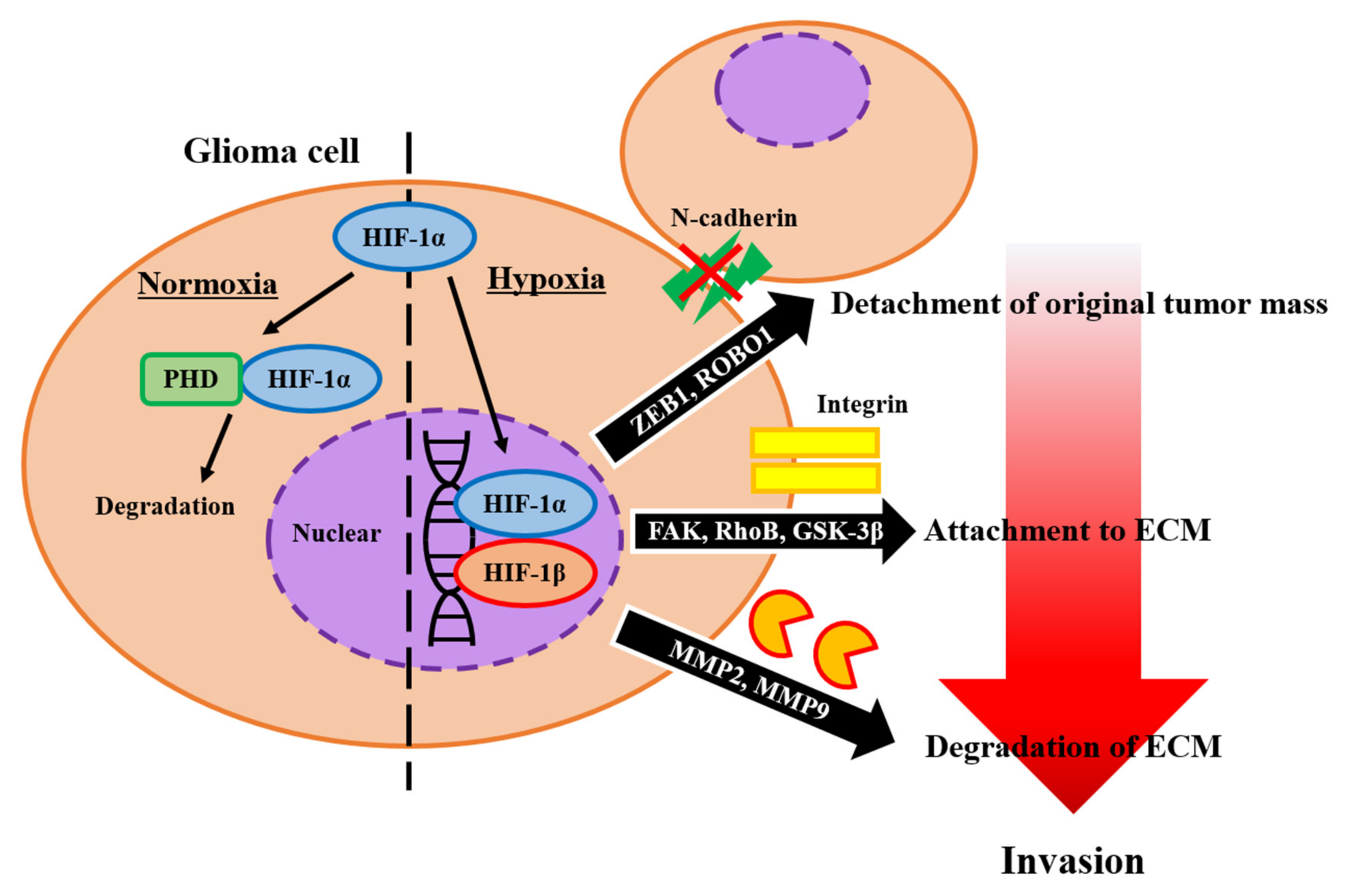 Brainsci 12 00505 g001