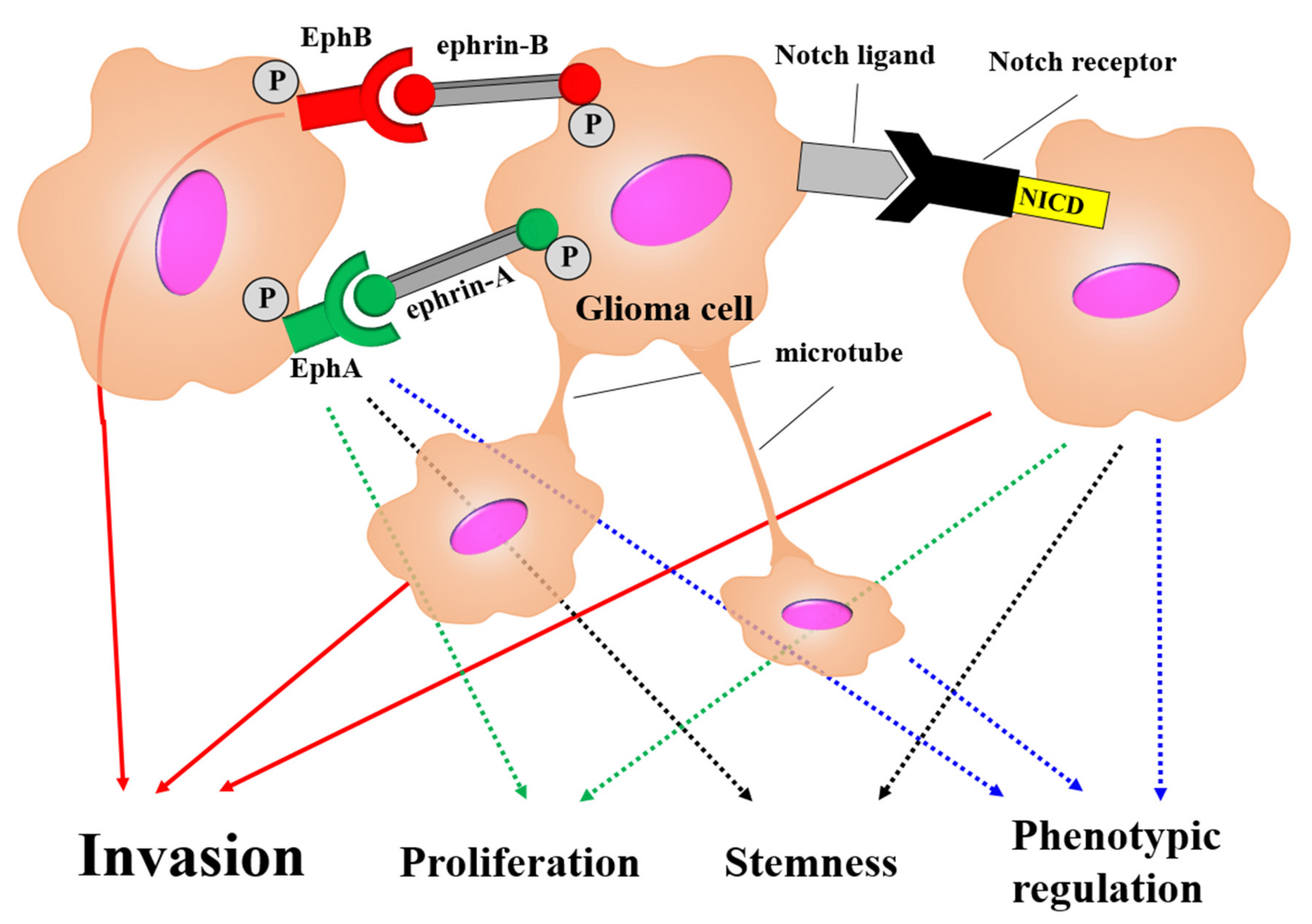 Brain Sciences Free Full Text Tumor Microenvironment In Glioma Invasion Html
