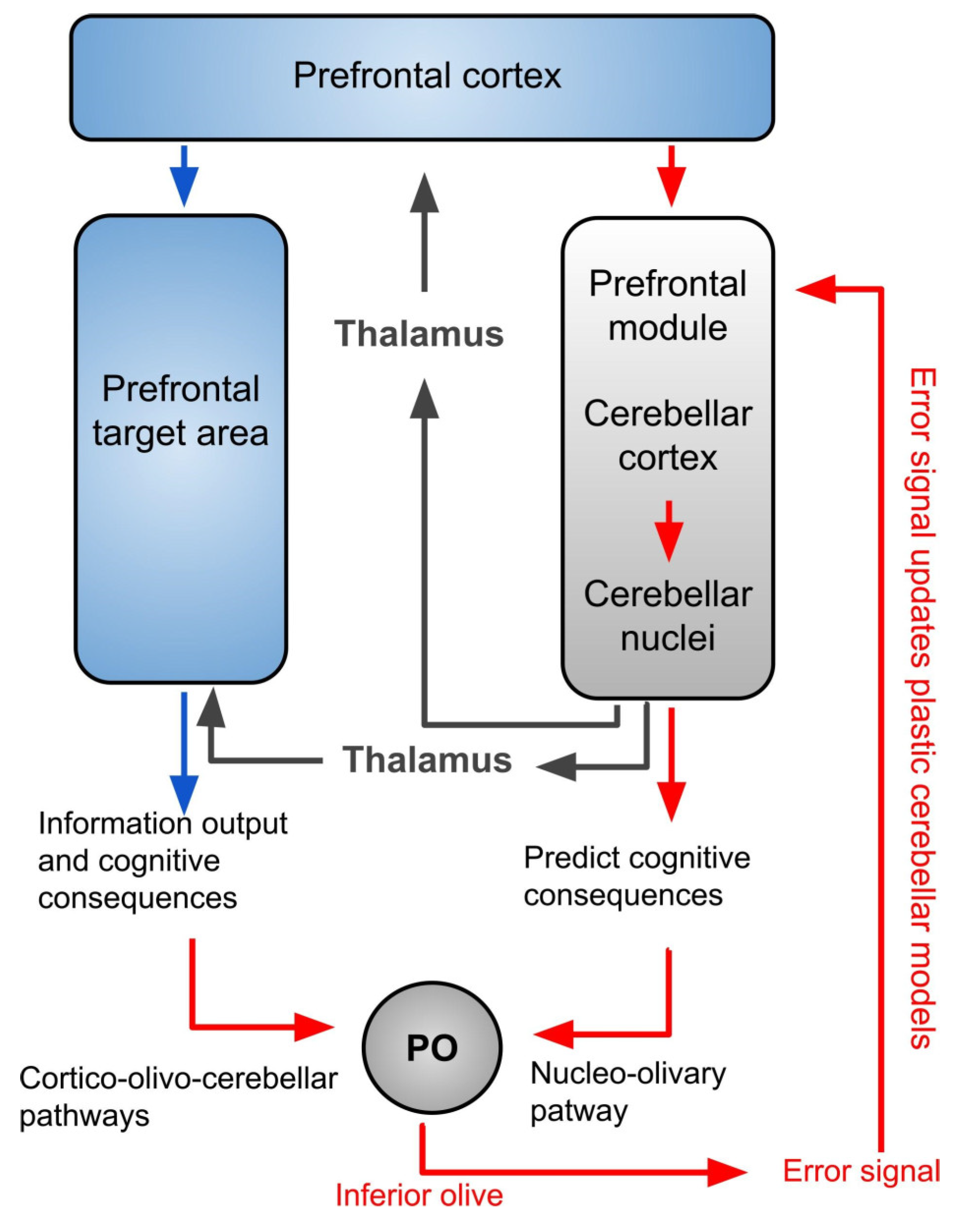 Brainsci 12 00523 g004