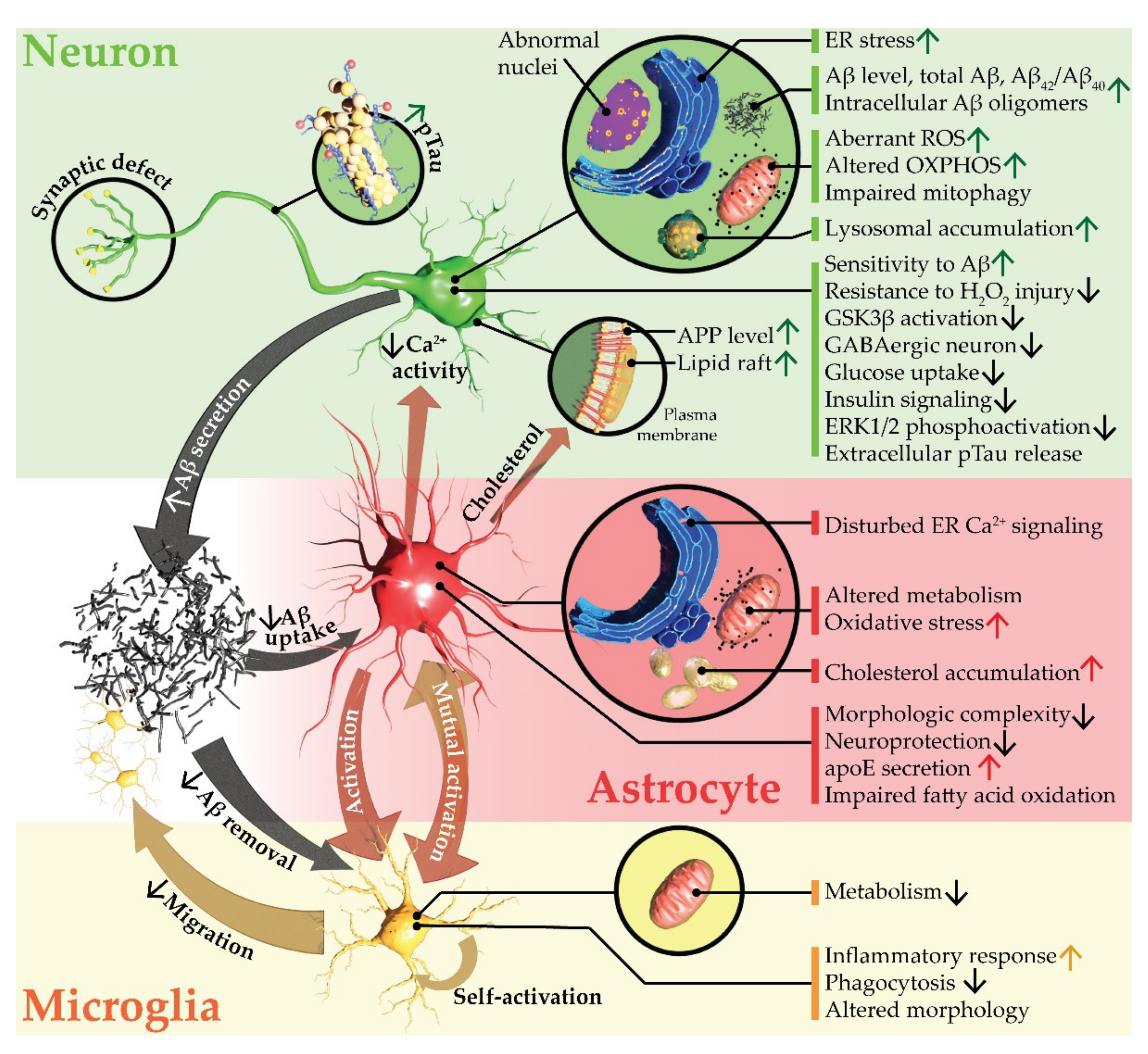 Brainsci 12 00552 g001
