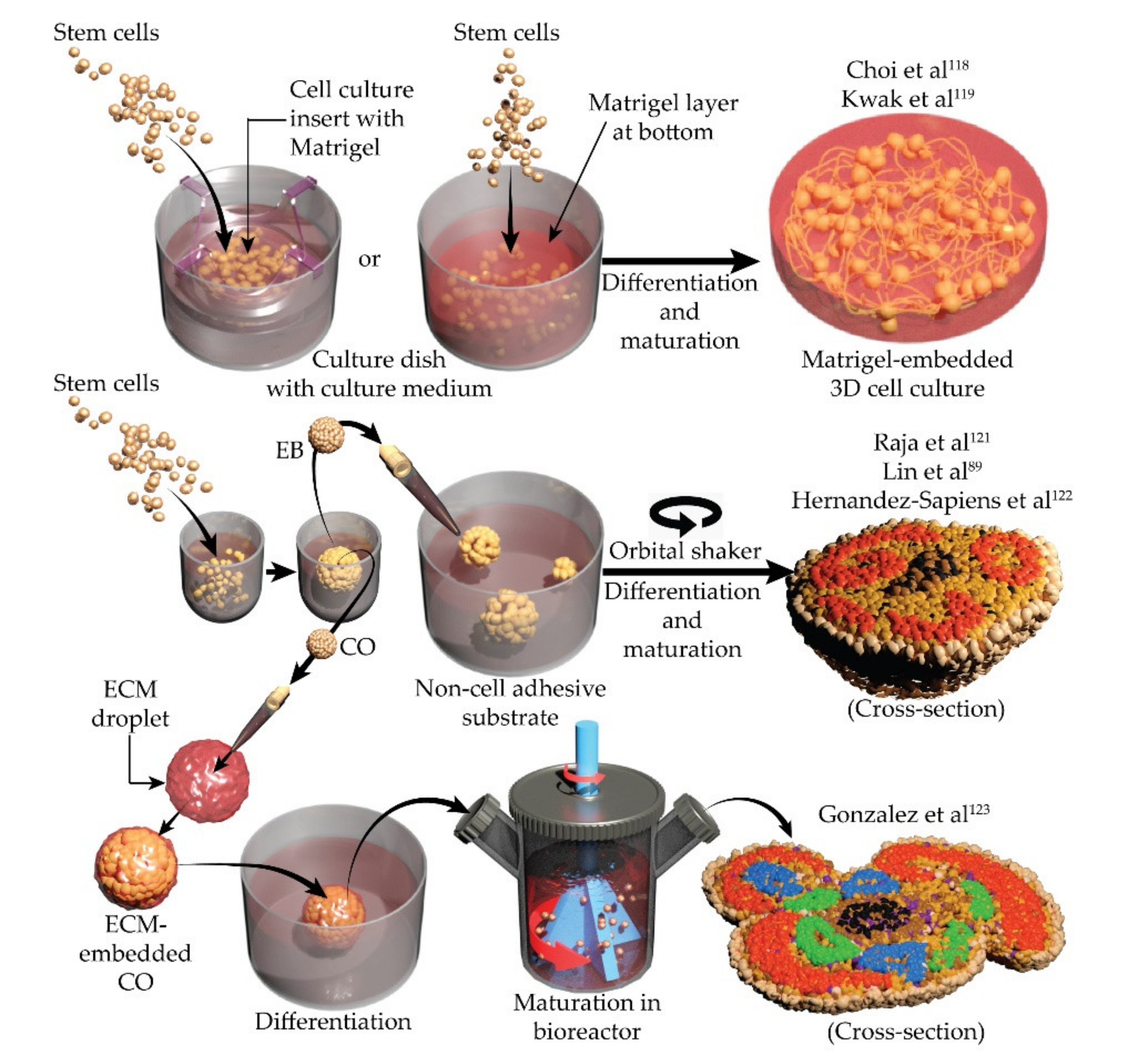 Brainsci 12 00552 g002