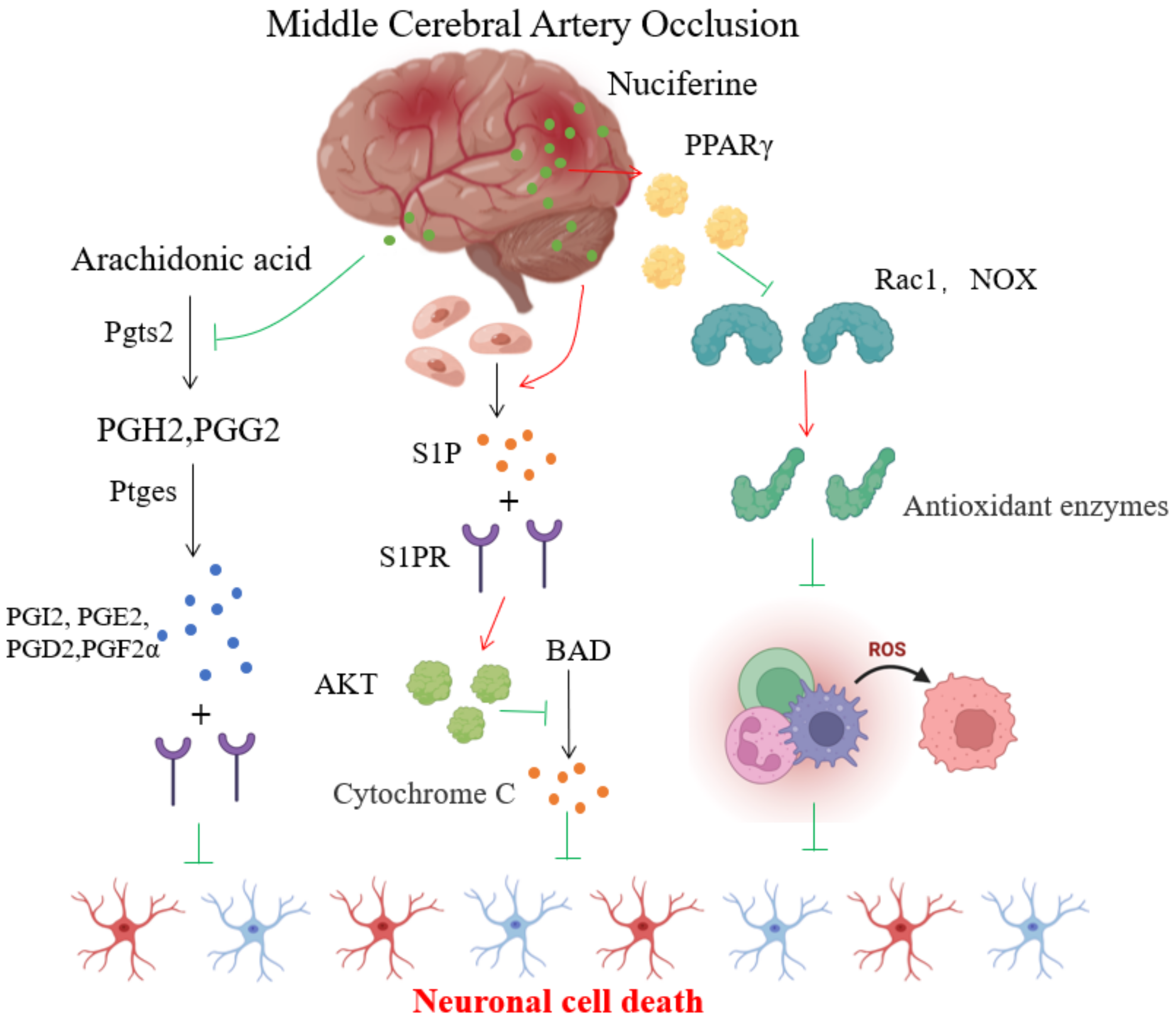 Brainsci 12 00572 g005 550