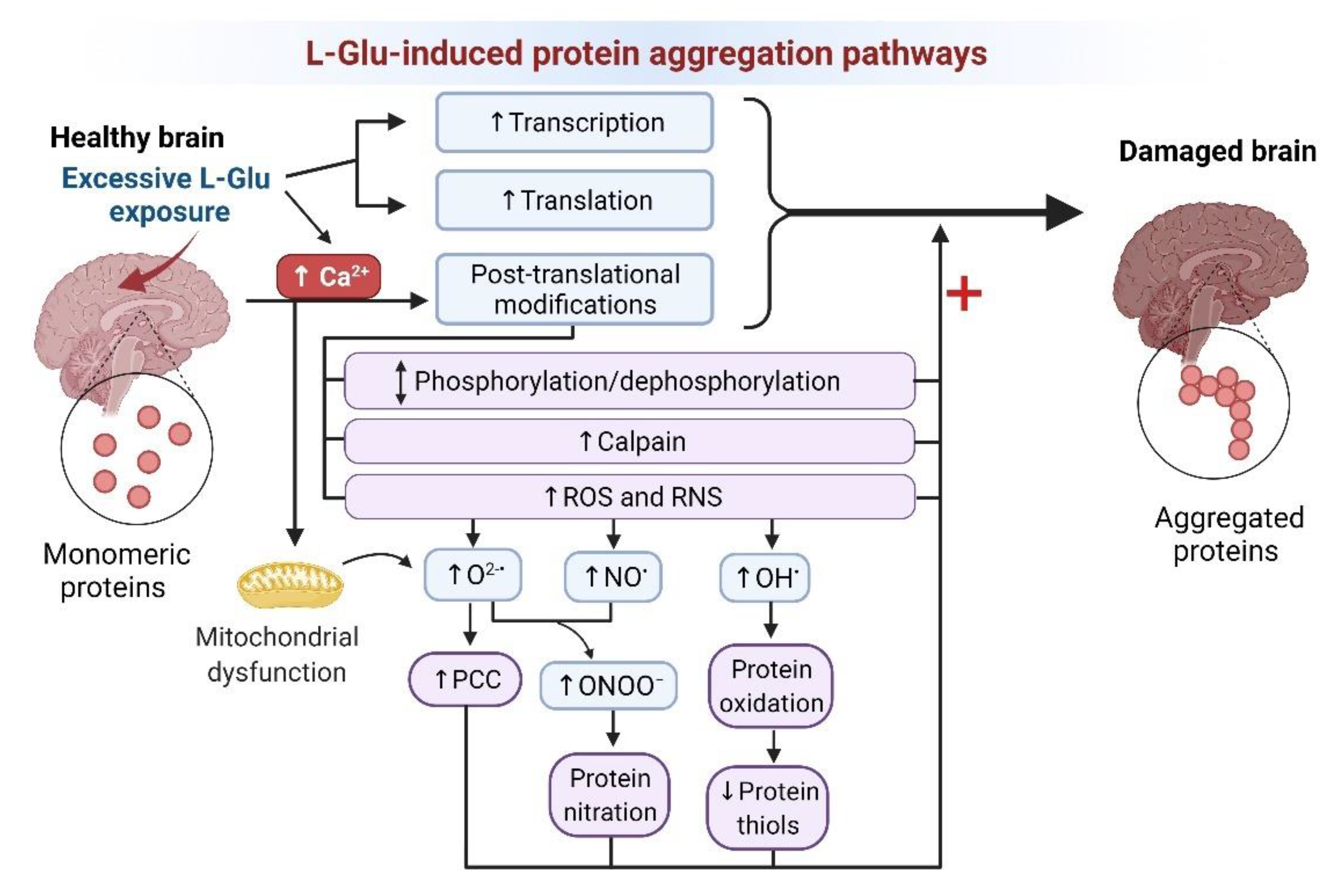 Brainsci 12 00577 g003