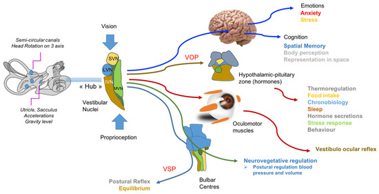 Brain Sciences, Free Full-Text