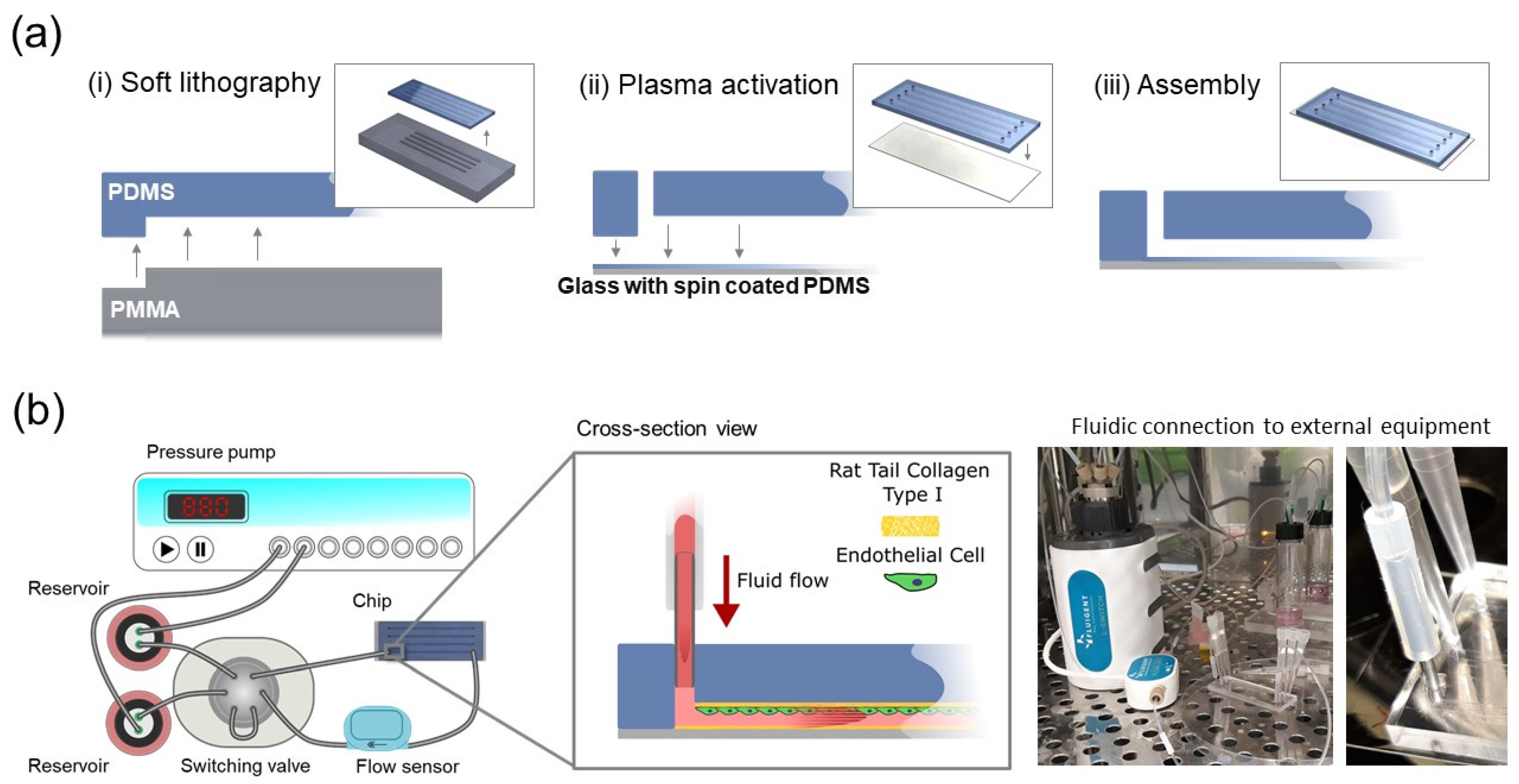 Brainsci 12 00603 g001