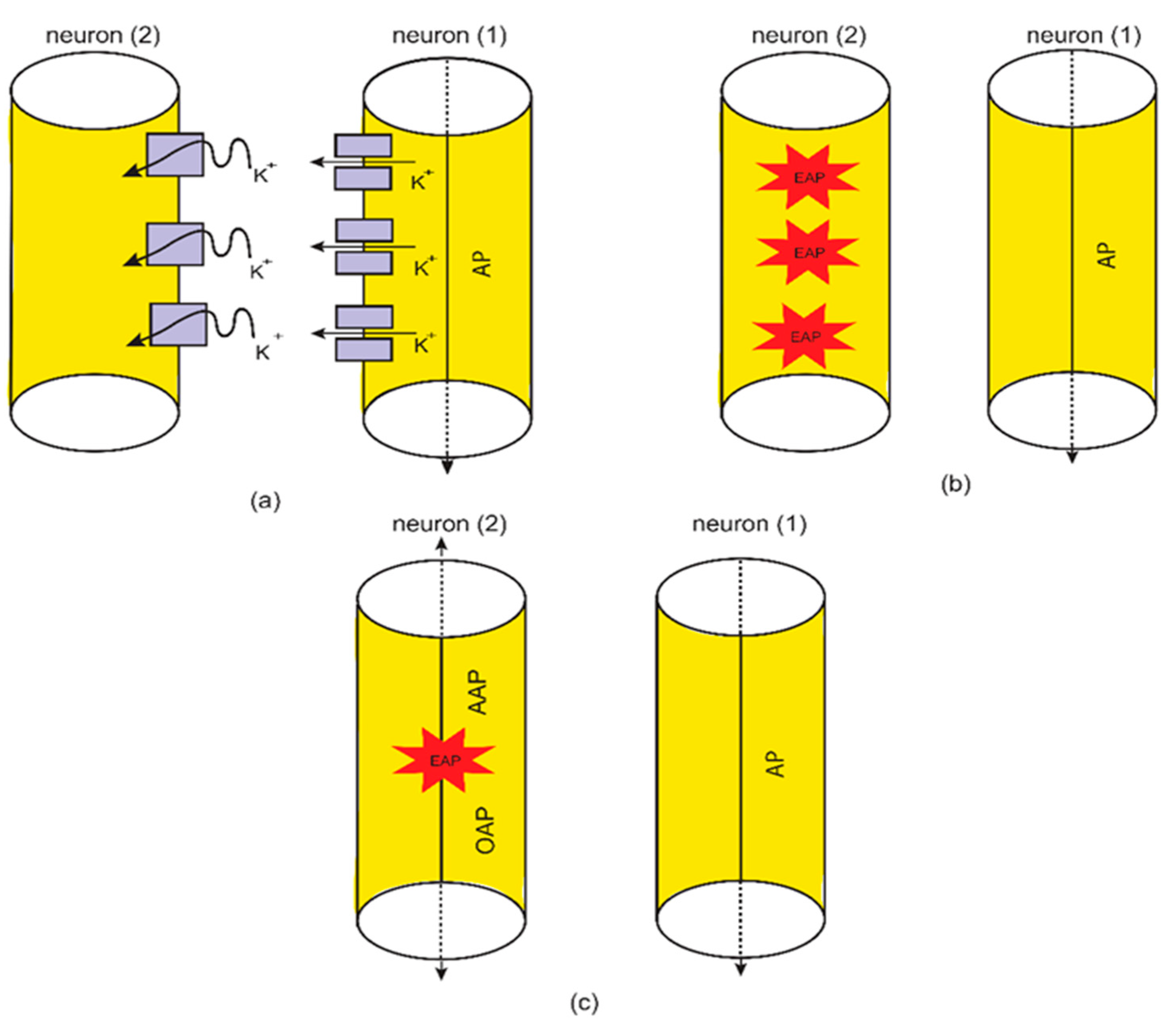 Brainsci 12 00658 g005 Brainsci 12 00658 g005