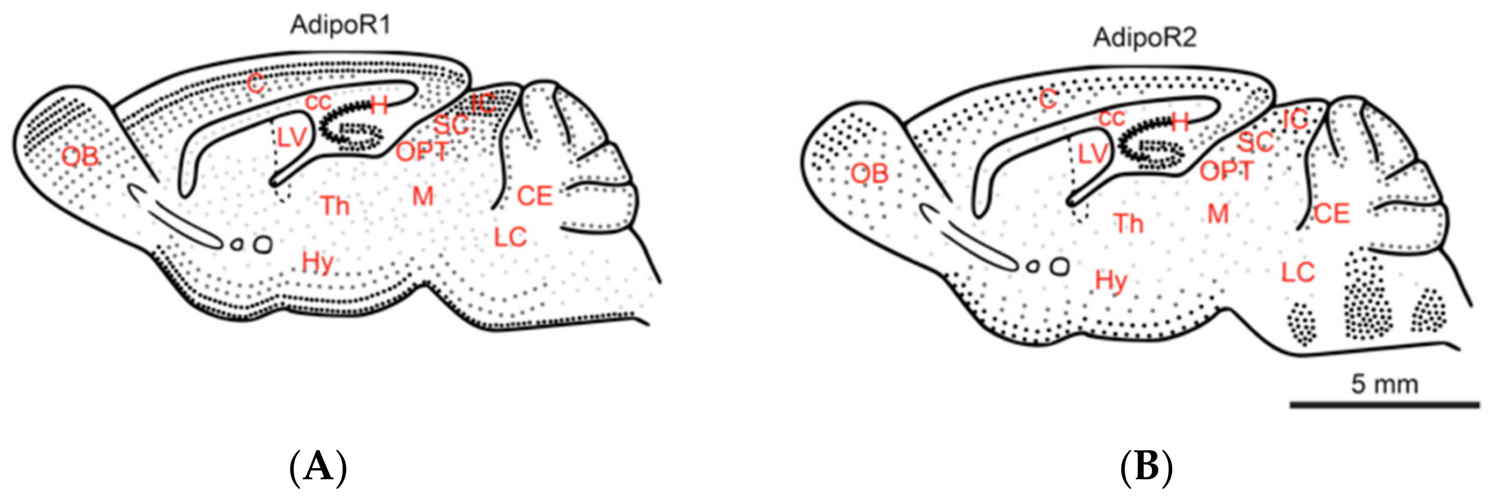 Brainsci 12 00680 g001
