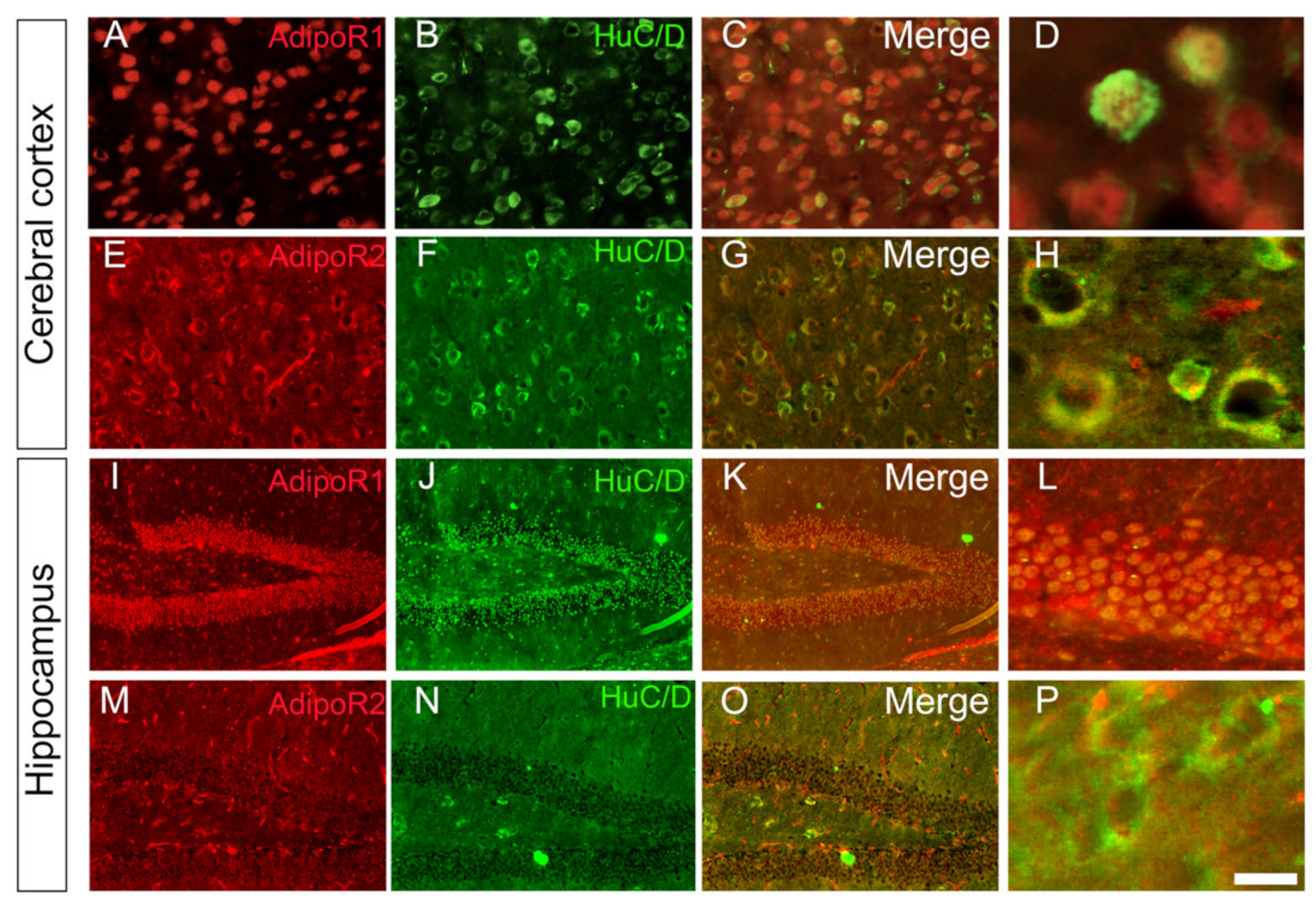 Brainsci 12 00680 g002