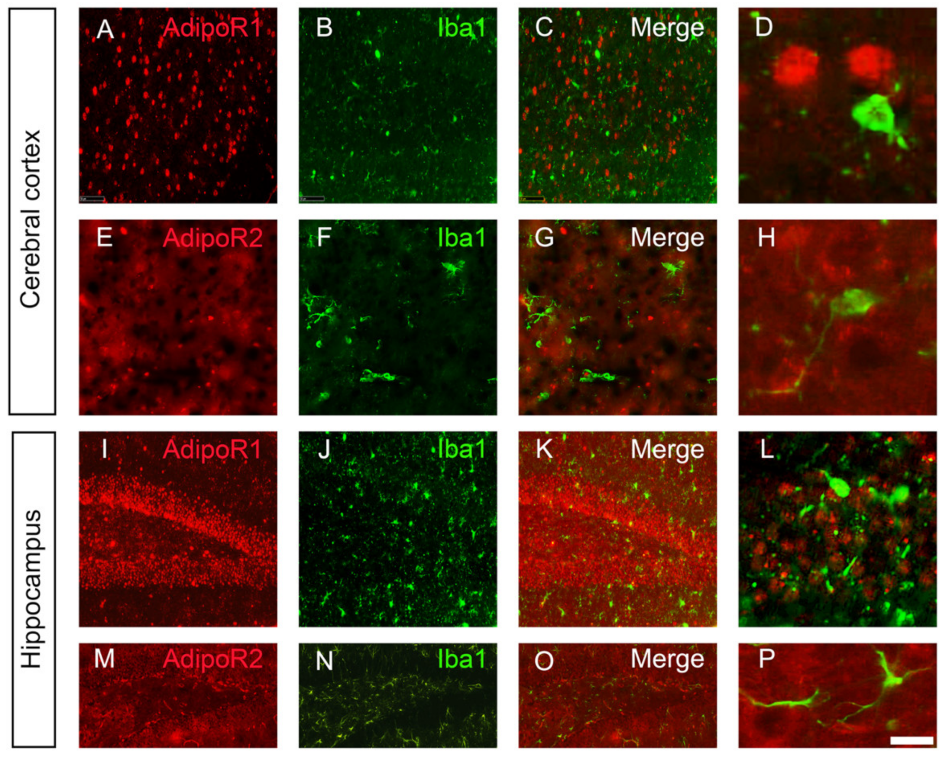 Brainsci 12 00680 g003