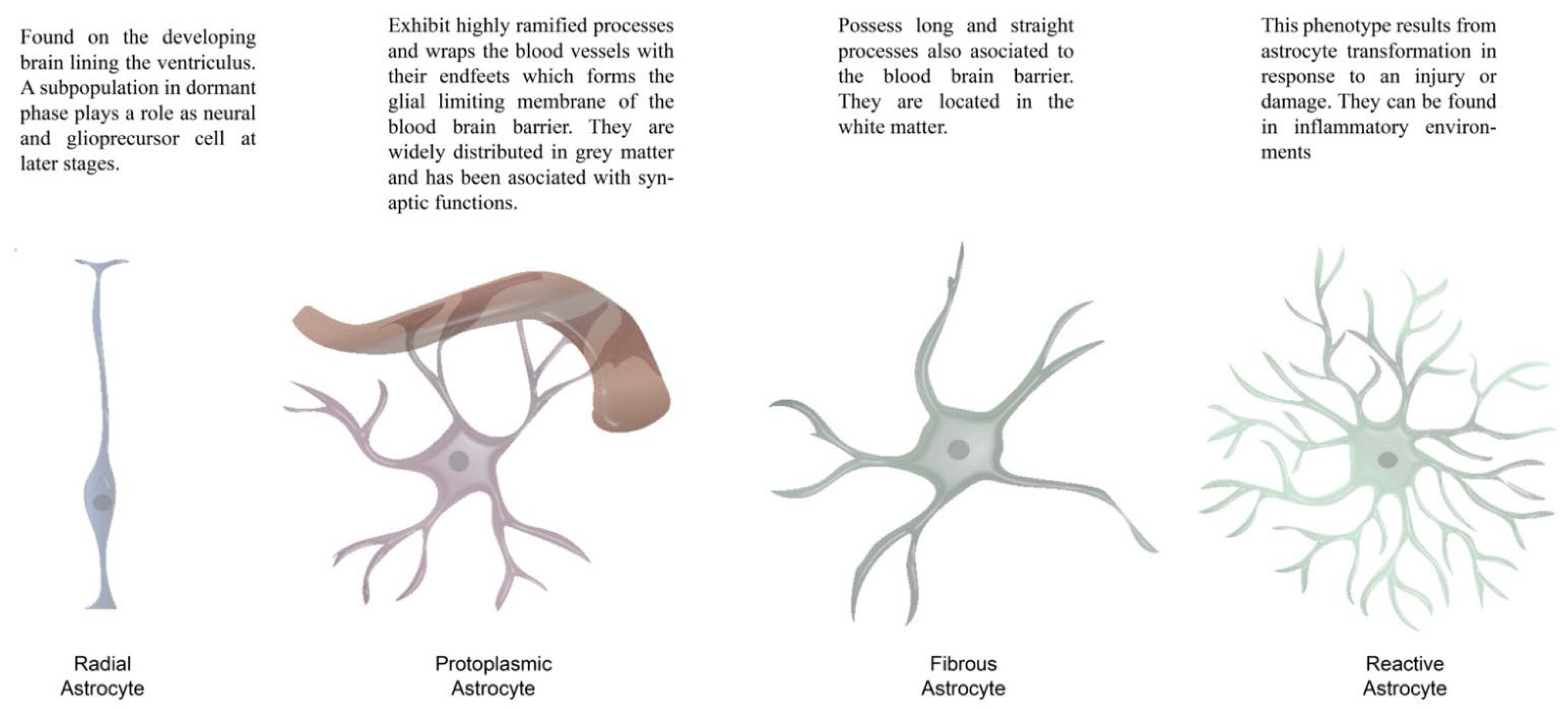 Brainsci 12 00687 g003