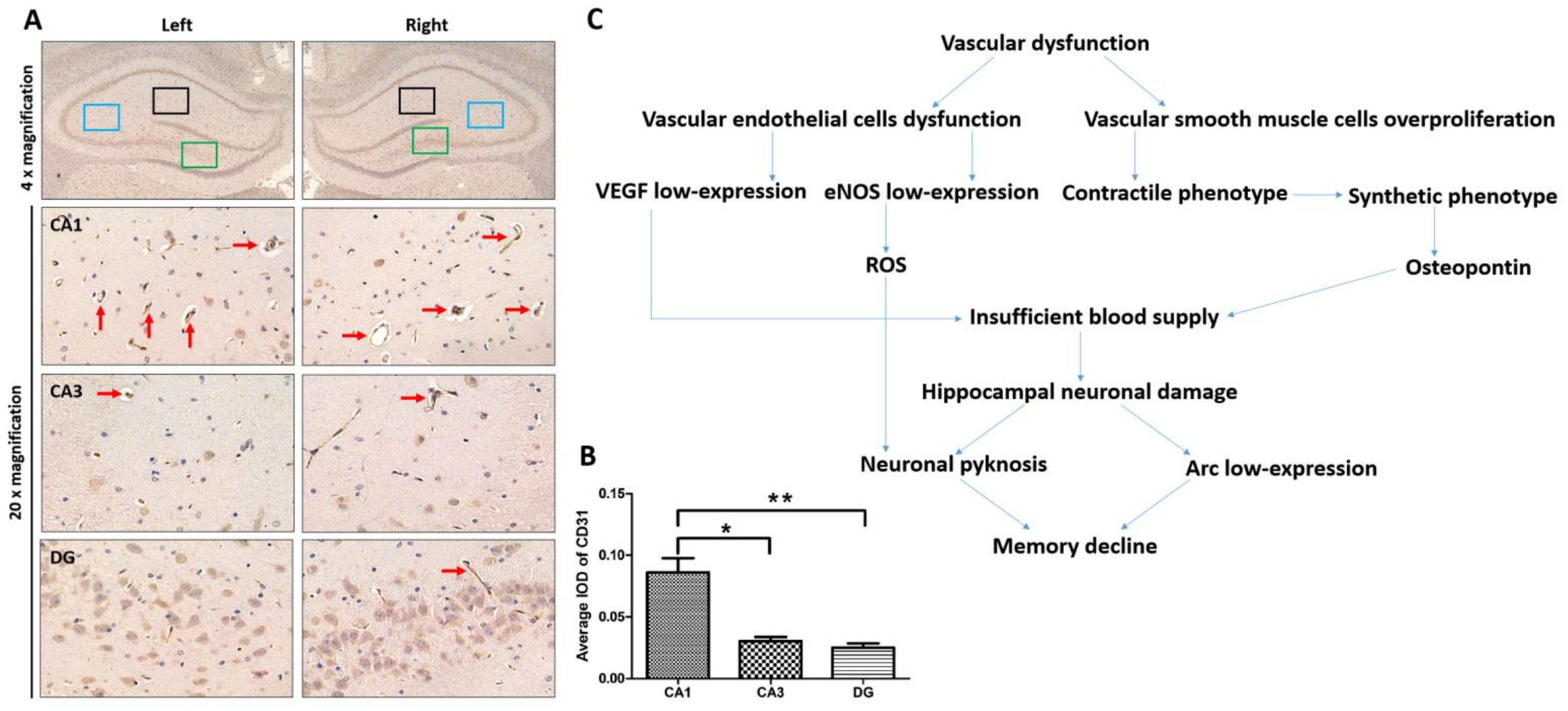 Brainsci 12 00692 g001