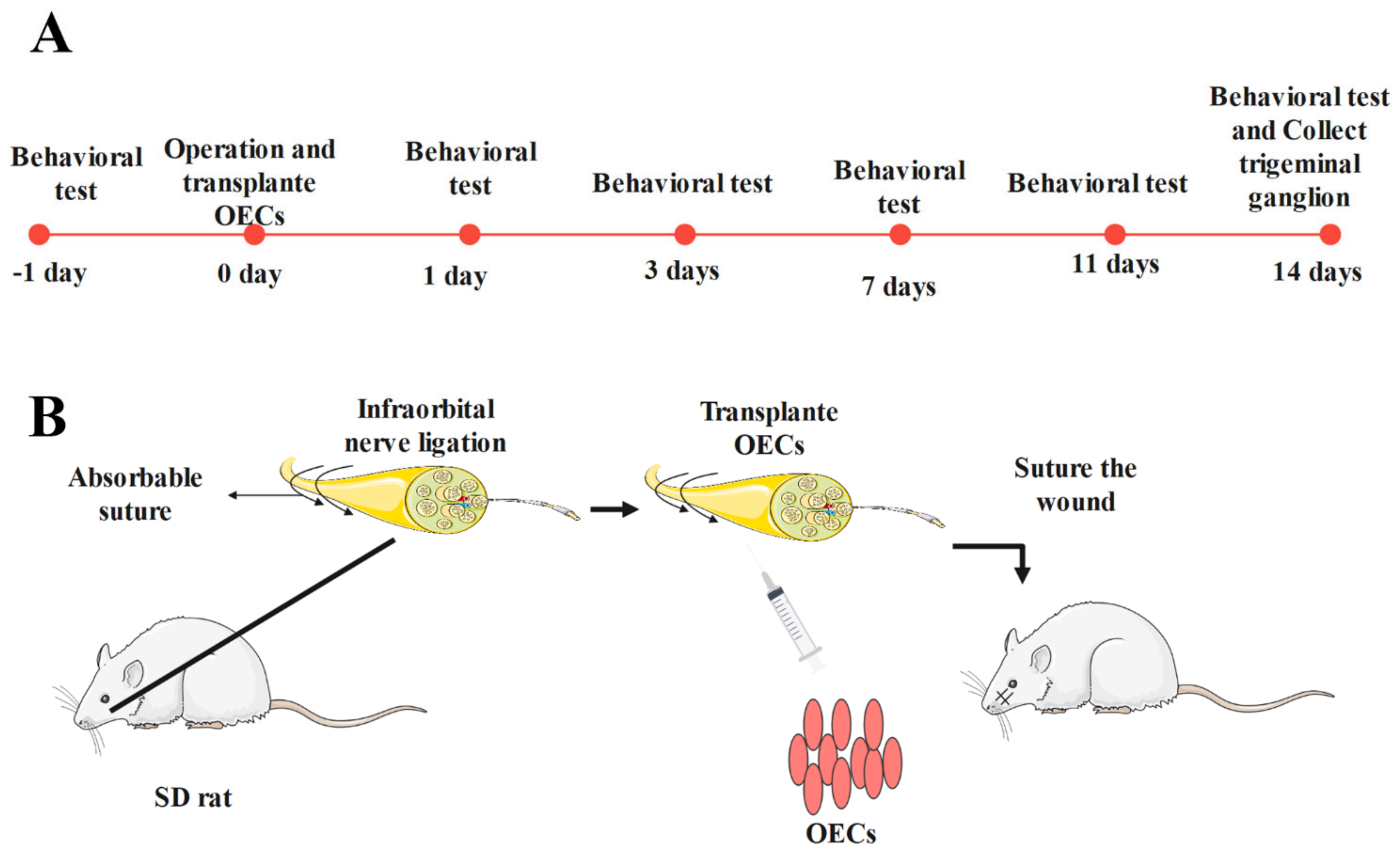 Brainsci 12 00706 g001