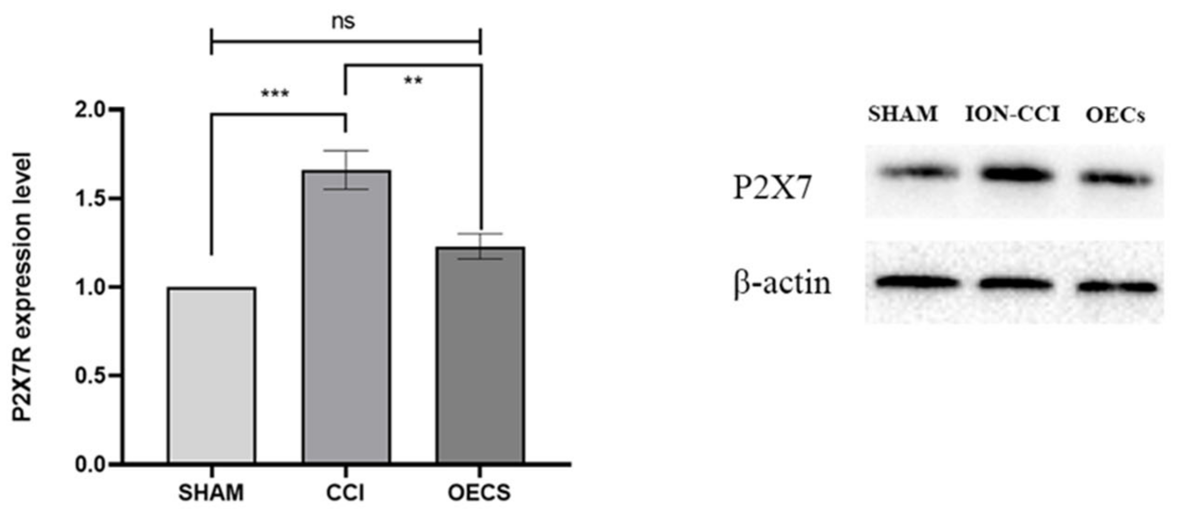 Brainsci 12 00706 g004