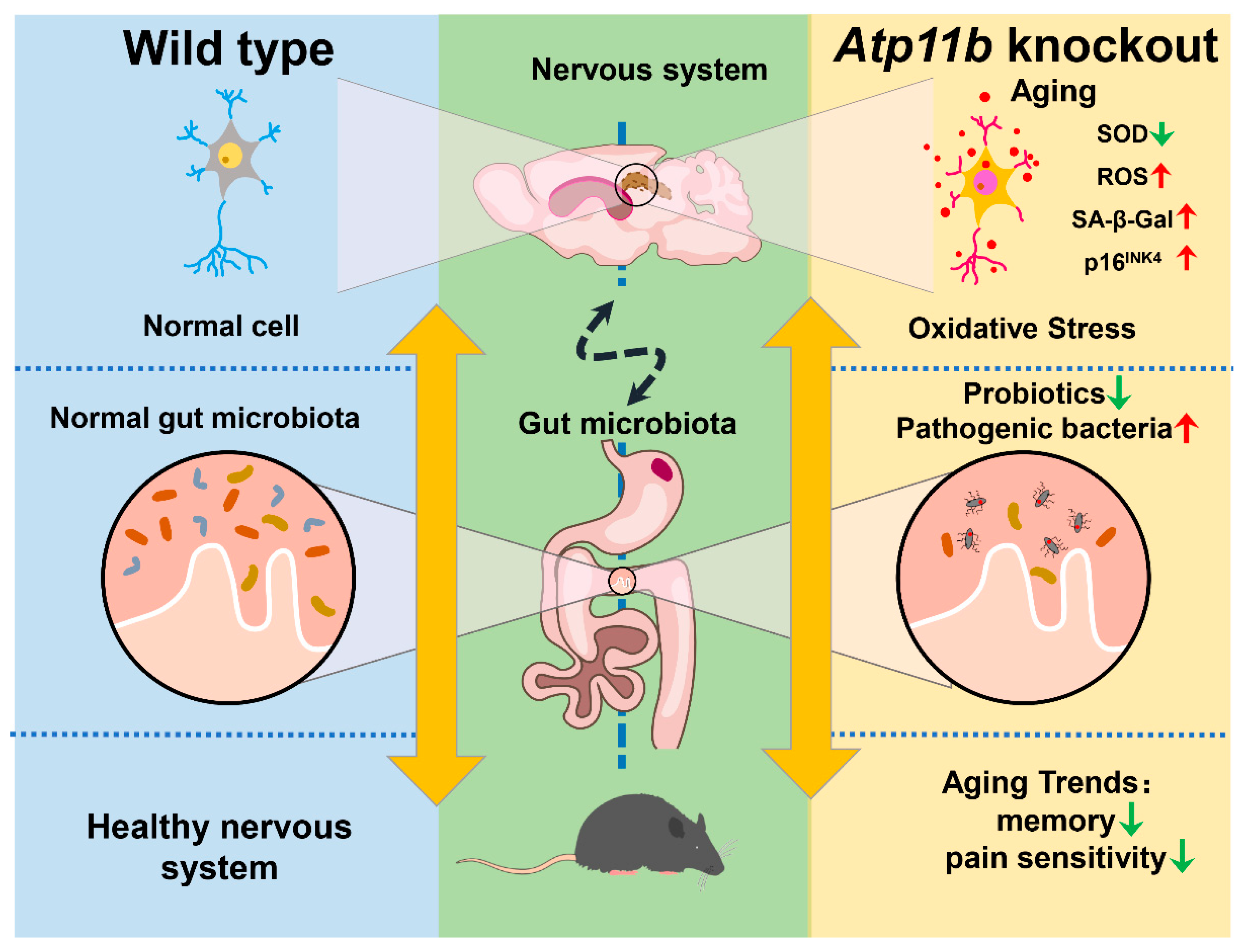 Brainsci 12 00709 g007