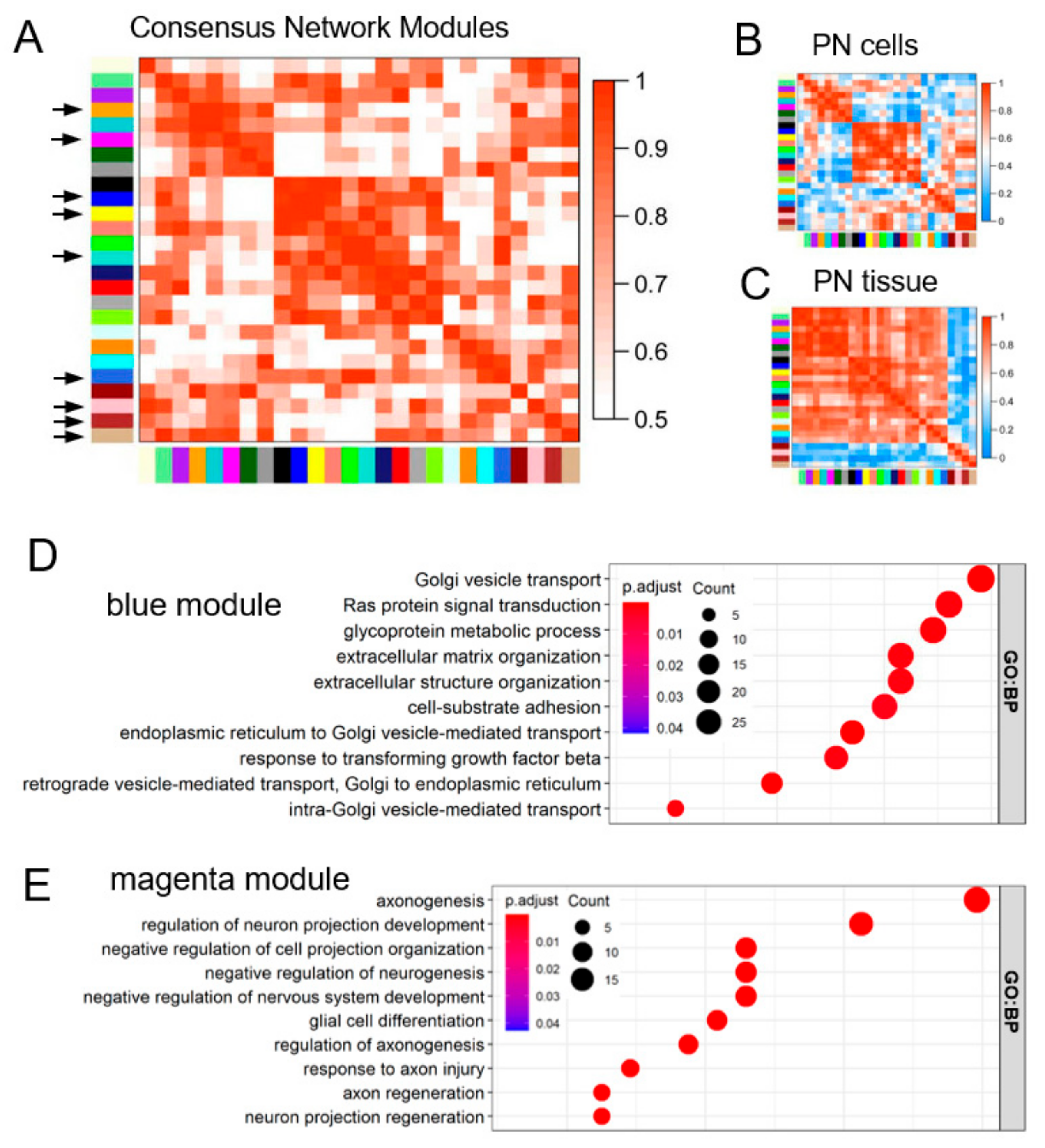 Brainsci 12 00720 g002