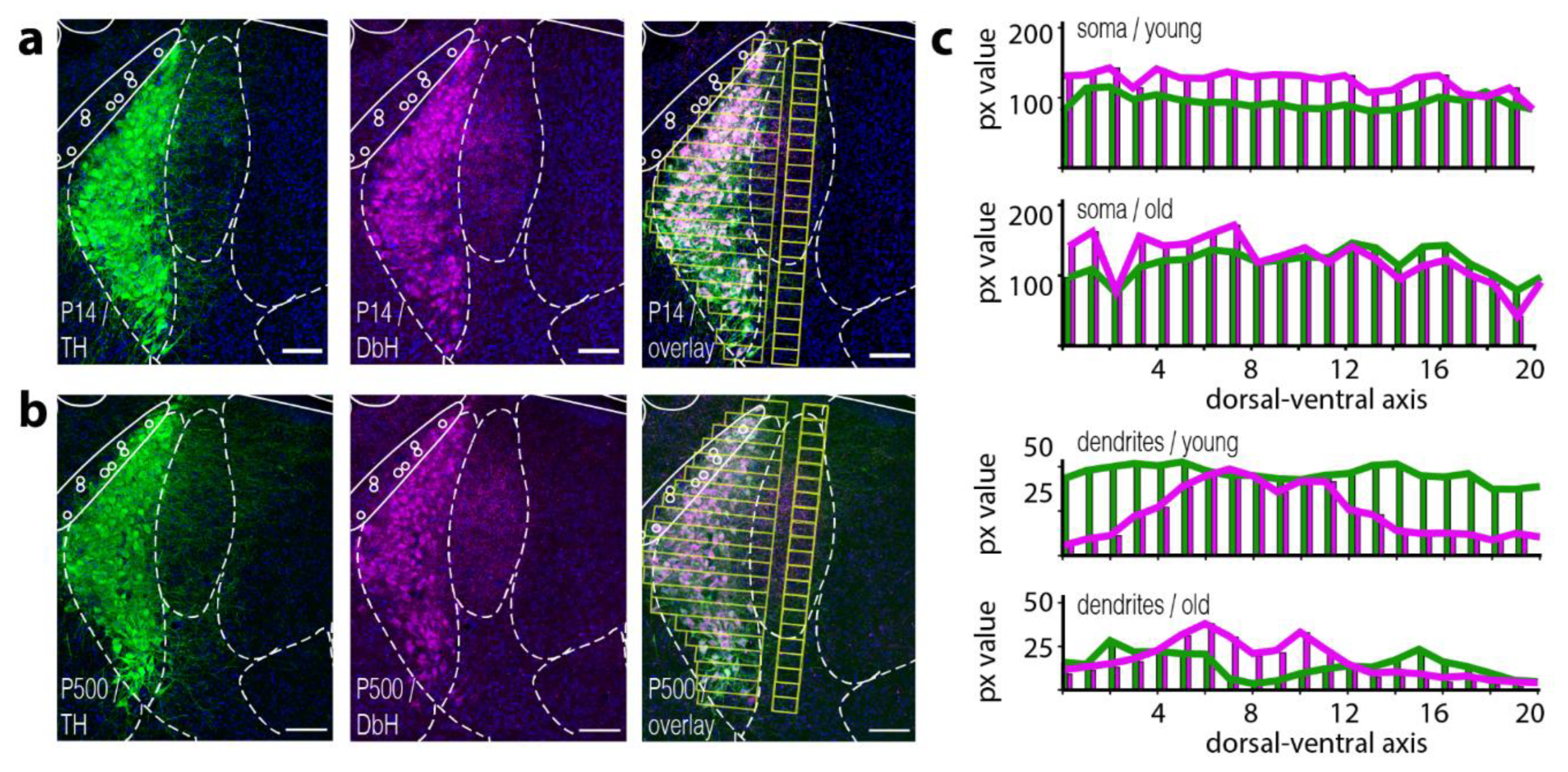 Brainsci 12 00728 g001 550