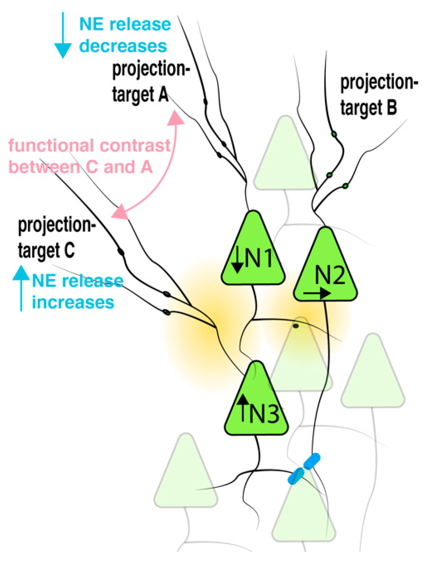 Brainsci 12 00728 g006 550