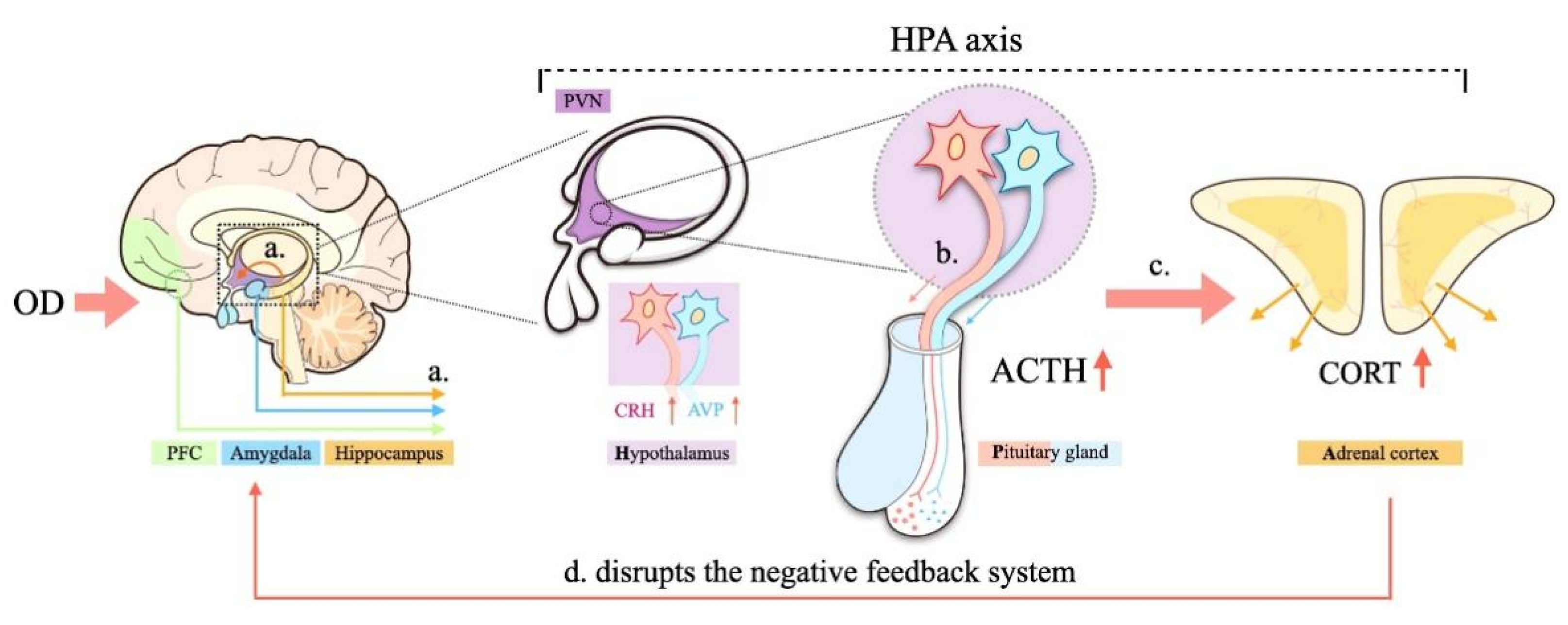 Brainsci 12 00747 g005 Brainsci 12 00747 g005