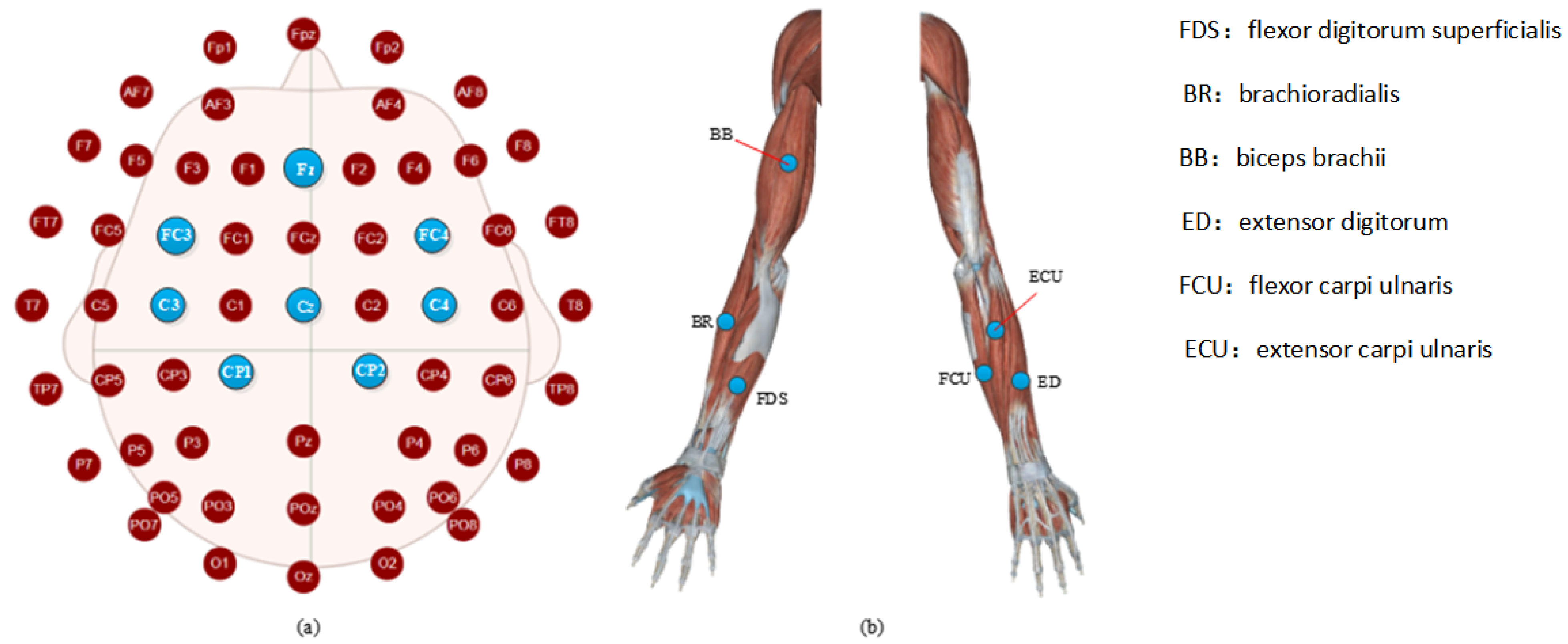 Brainsci 12 00754 g003