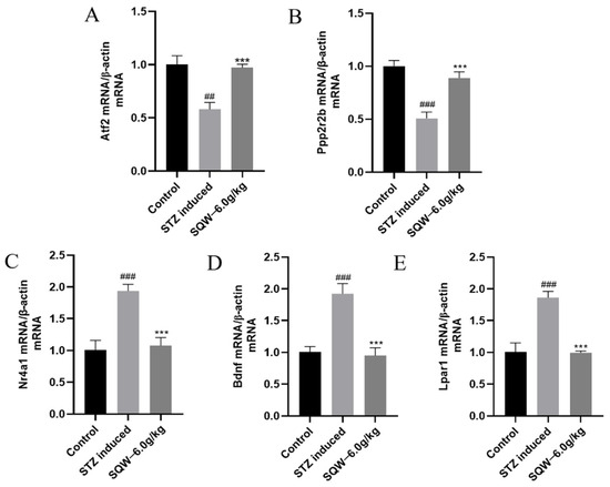 Shen Qi Wan Ameliorates Learning and Memory Impairment Shen Qi Wan Ameliorates Learning and Memory Impairment