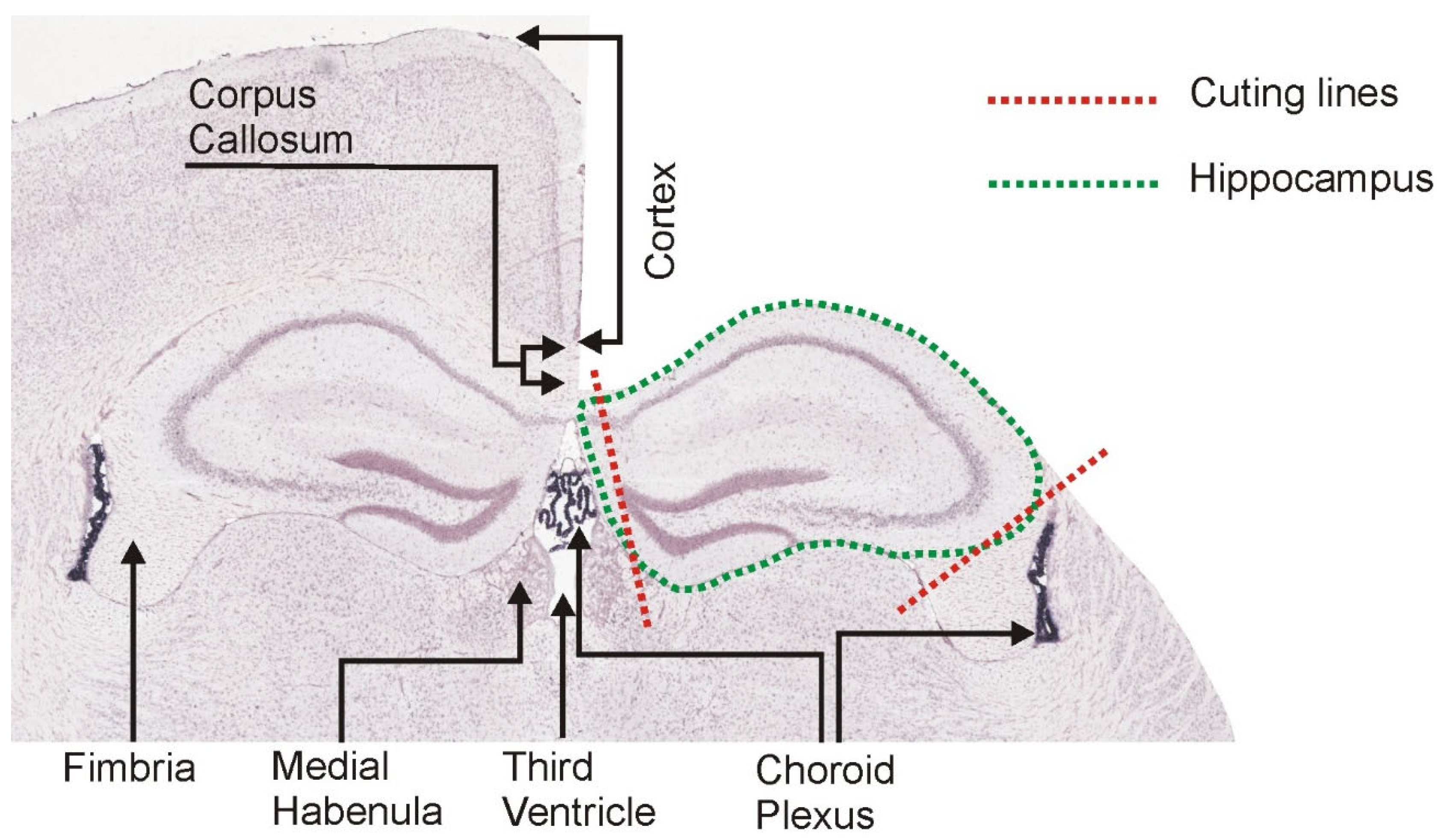 Brainsci 12 00799 g004
