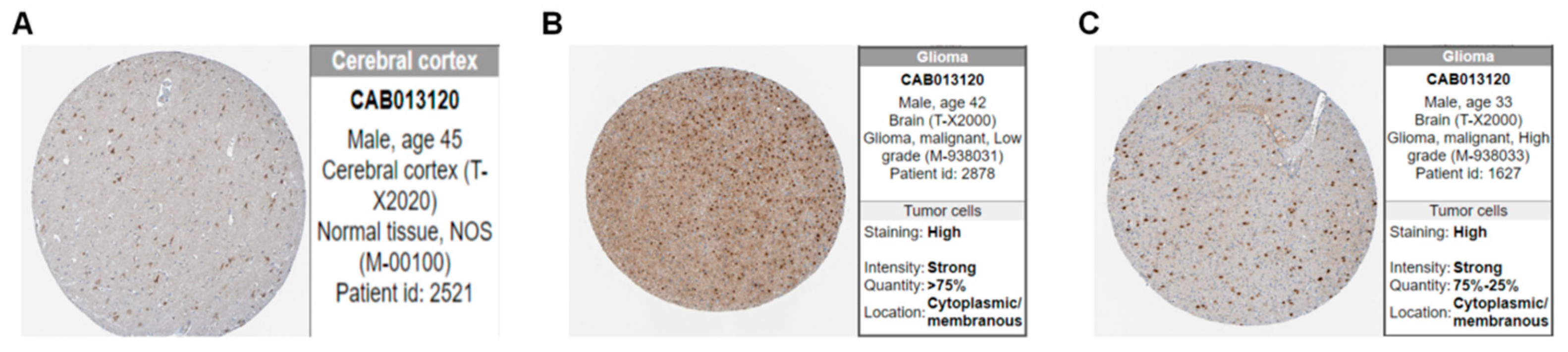 Brainsci 12 00805 g003 550