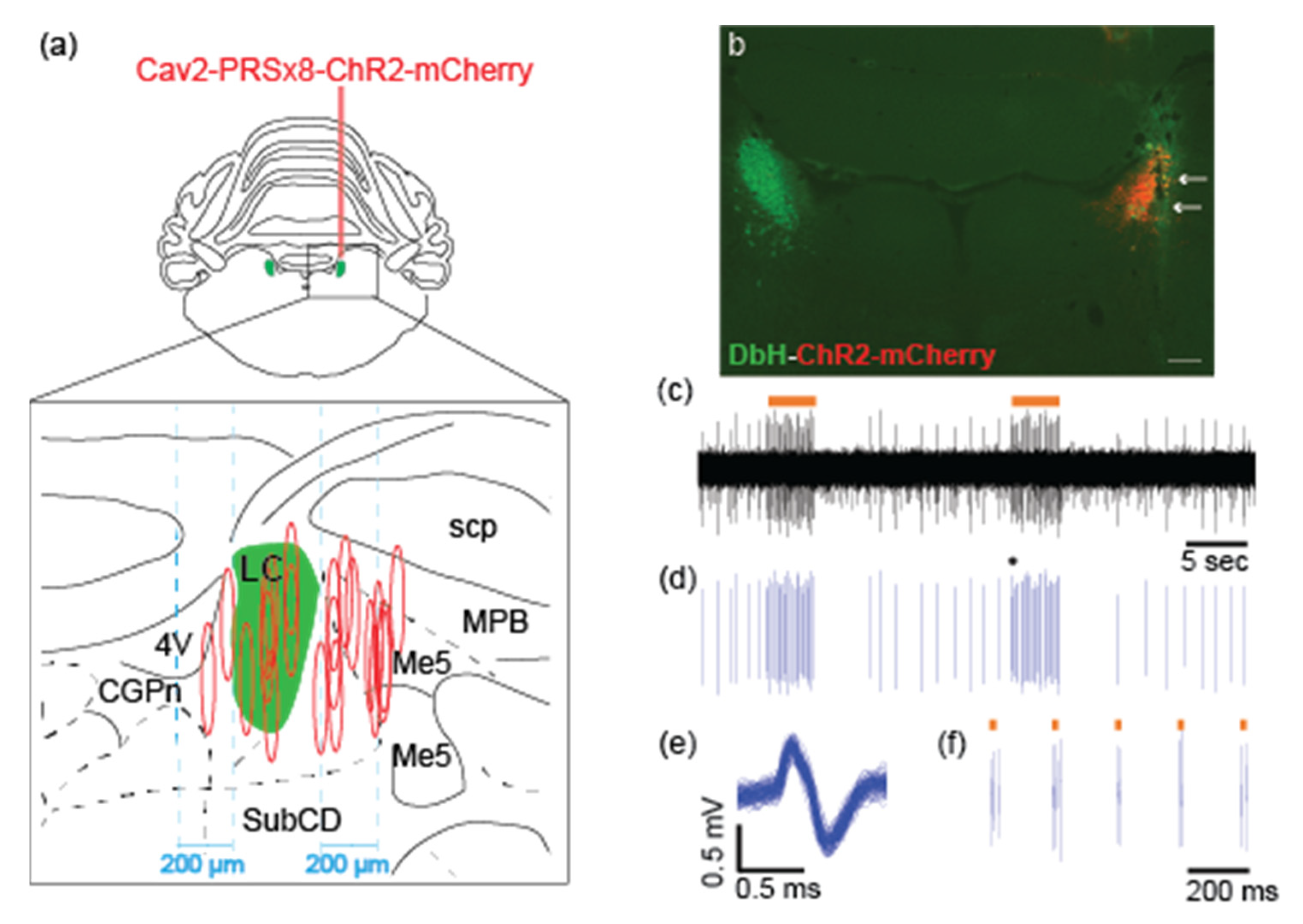 Brainsci 12 00904 g001 550