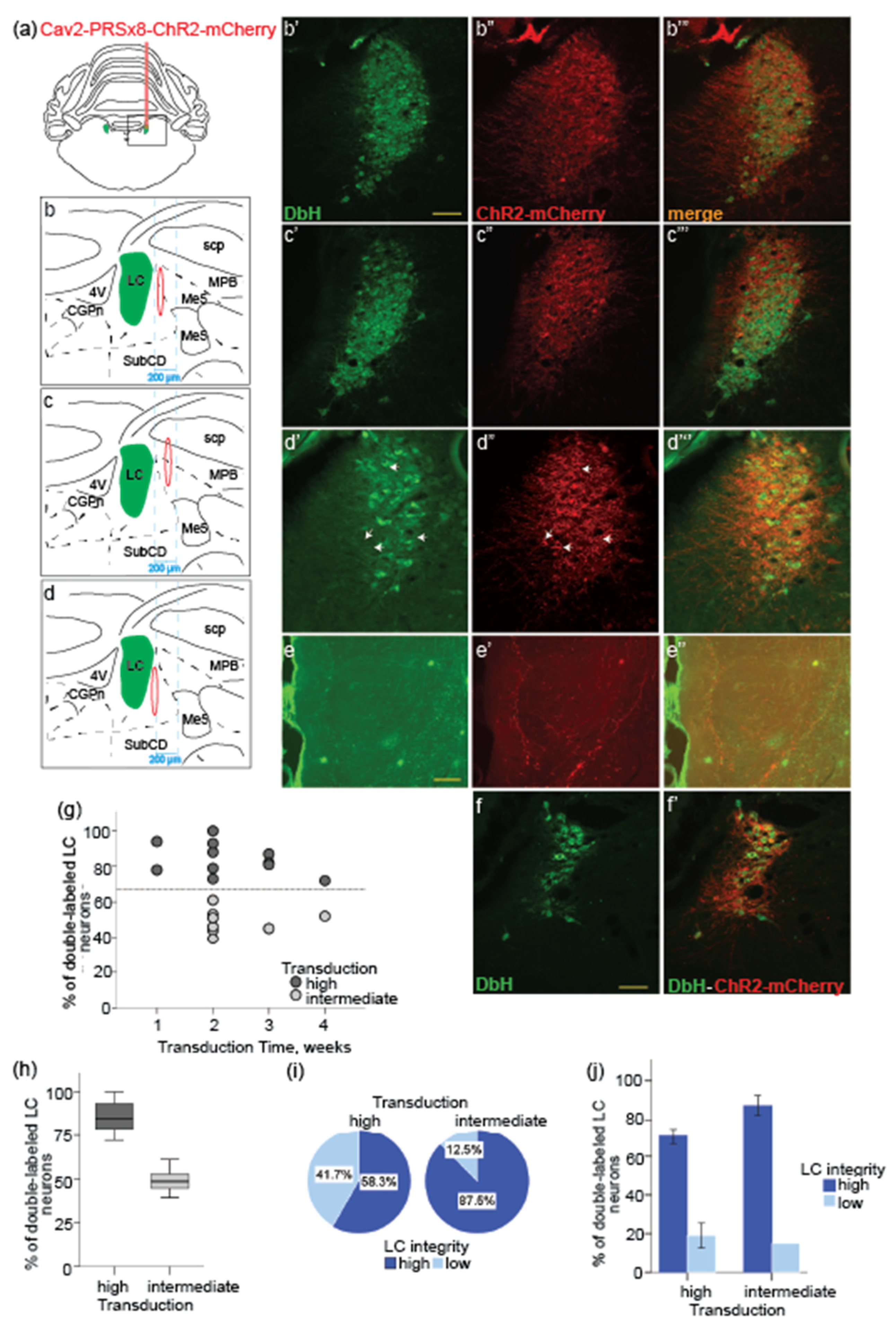 Brainsci 12 00904 g002 550