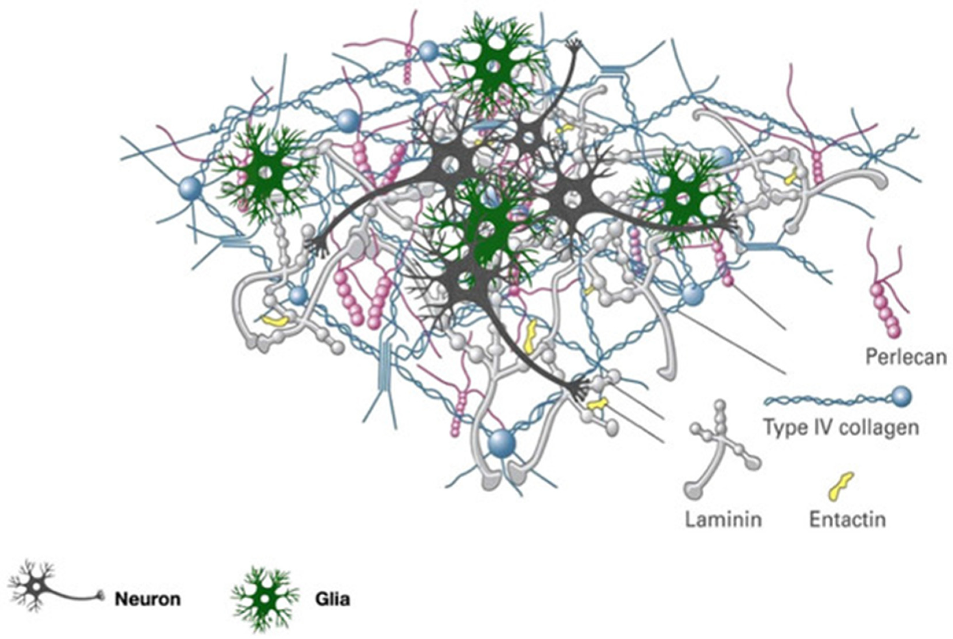 Brainsci 12 00927 g002