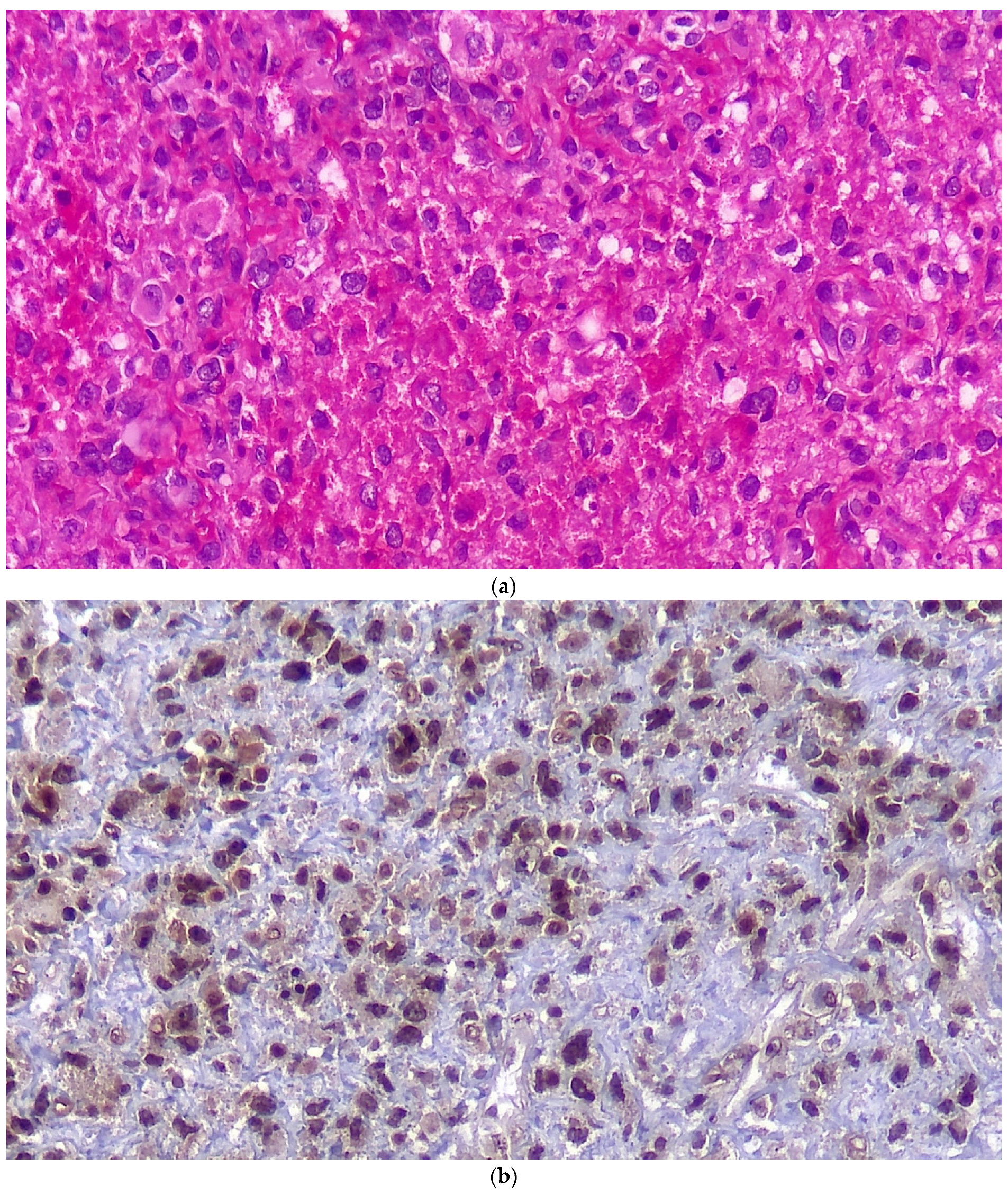 Brainsci 12 00958 g003a