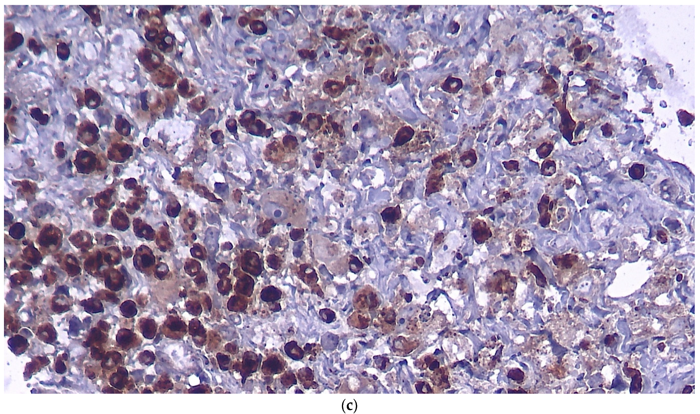 Brainsci 12 00958 g003b