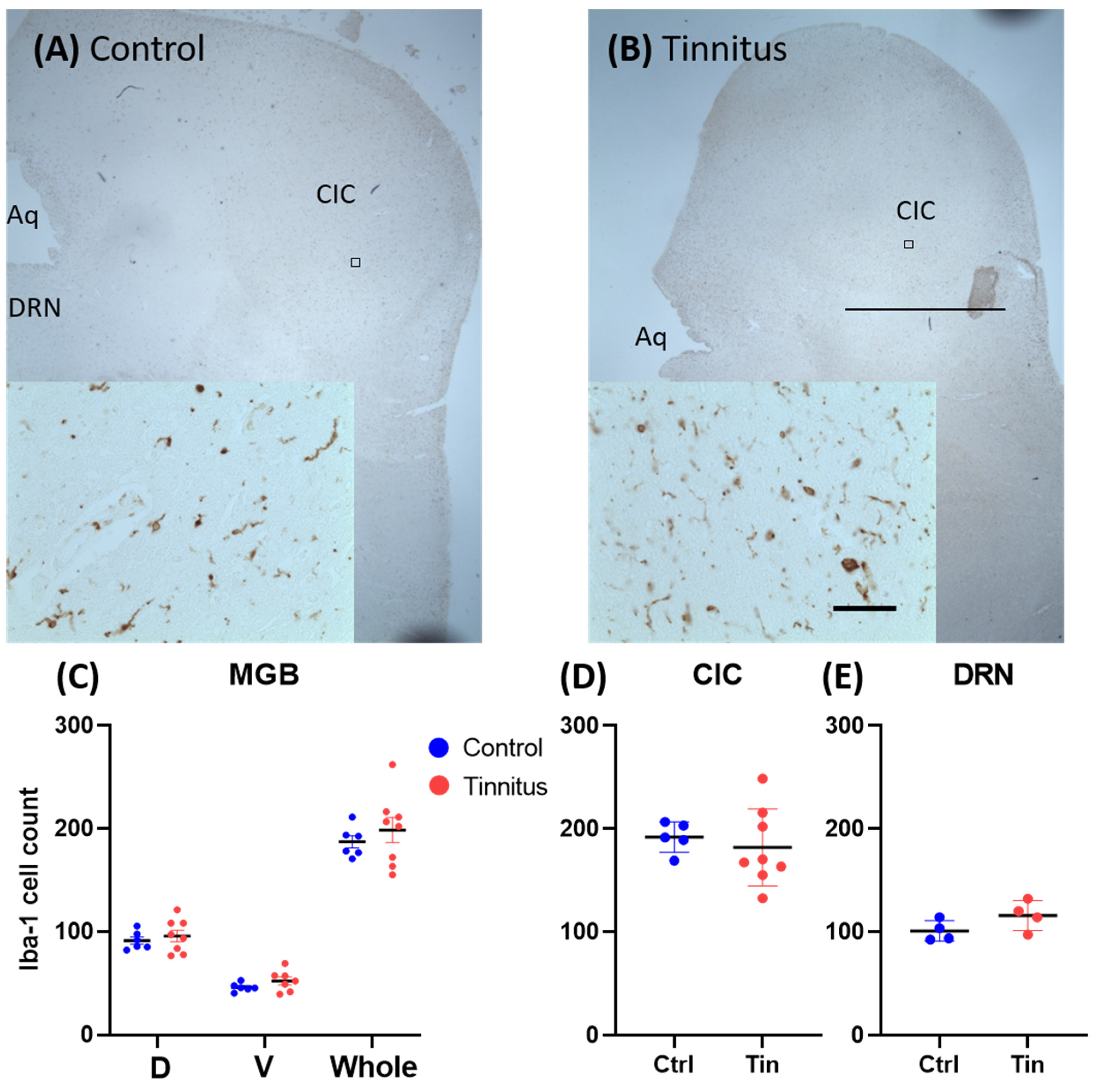Brainsci 12 01024 g004
