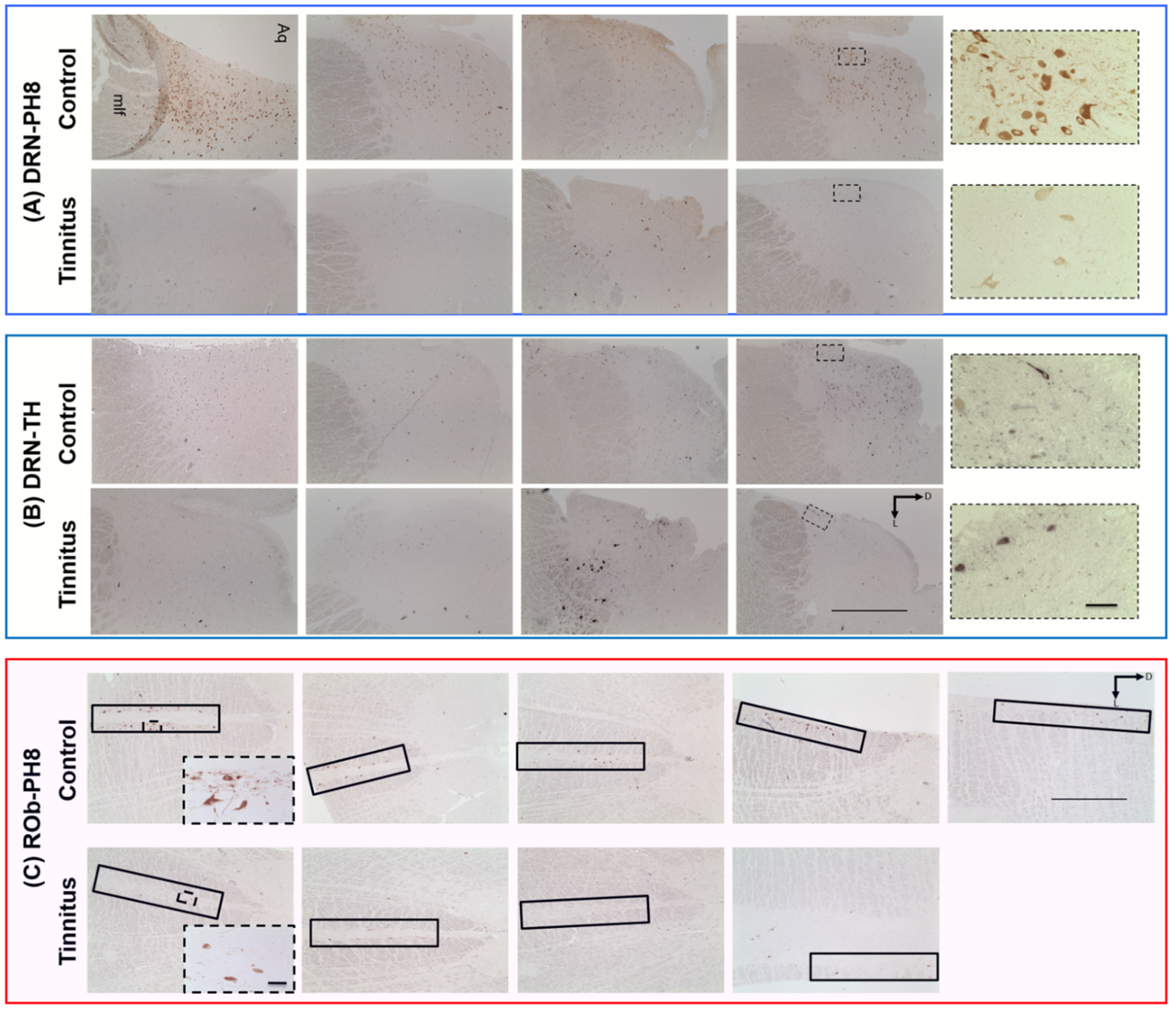 Brainsci 12 01024 g005