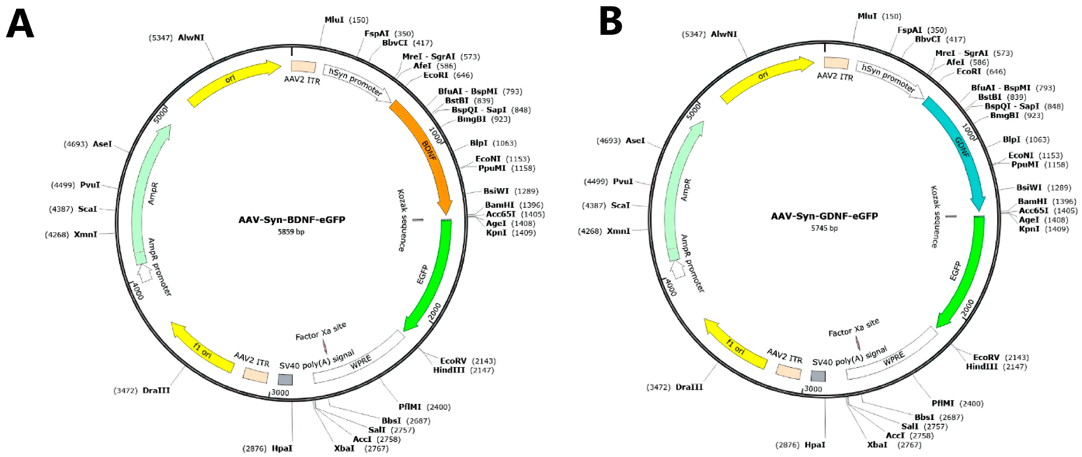 Brainsci 12 01039 g001