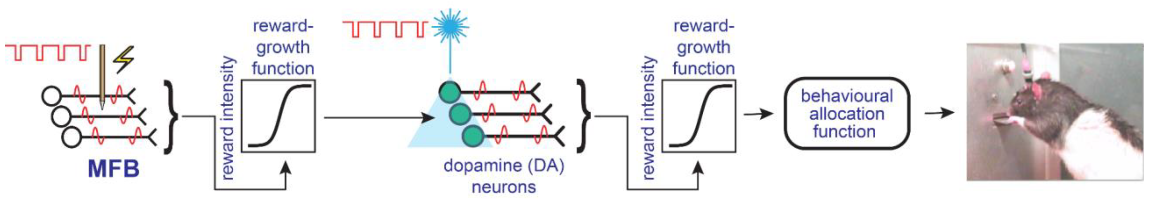 Brainsci 12 01052 g002 Brainsci 12 01052 g002