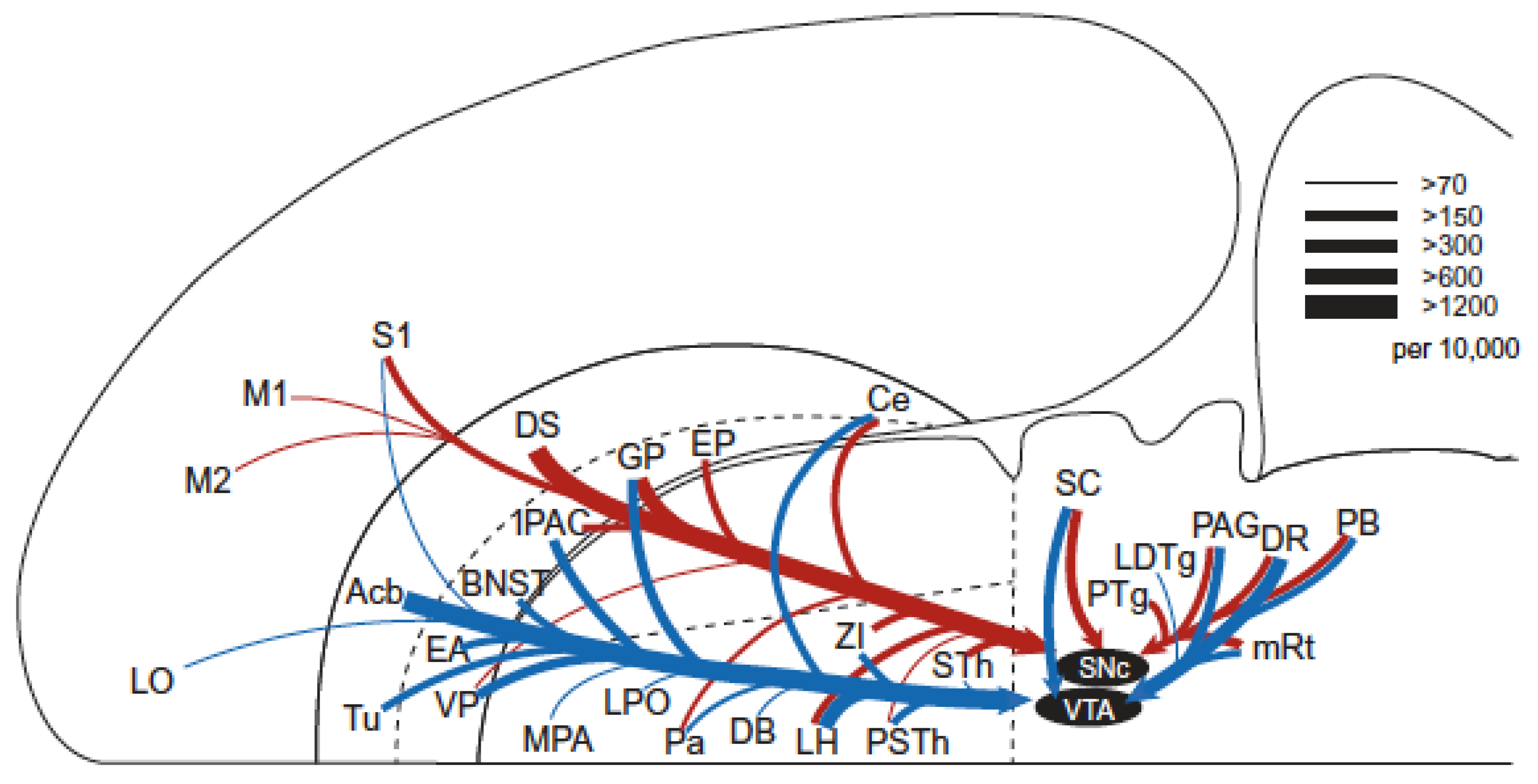 Brainsci 12 01052 g003 Brainsci 12 01052 g003