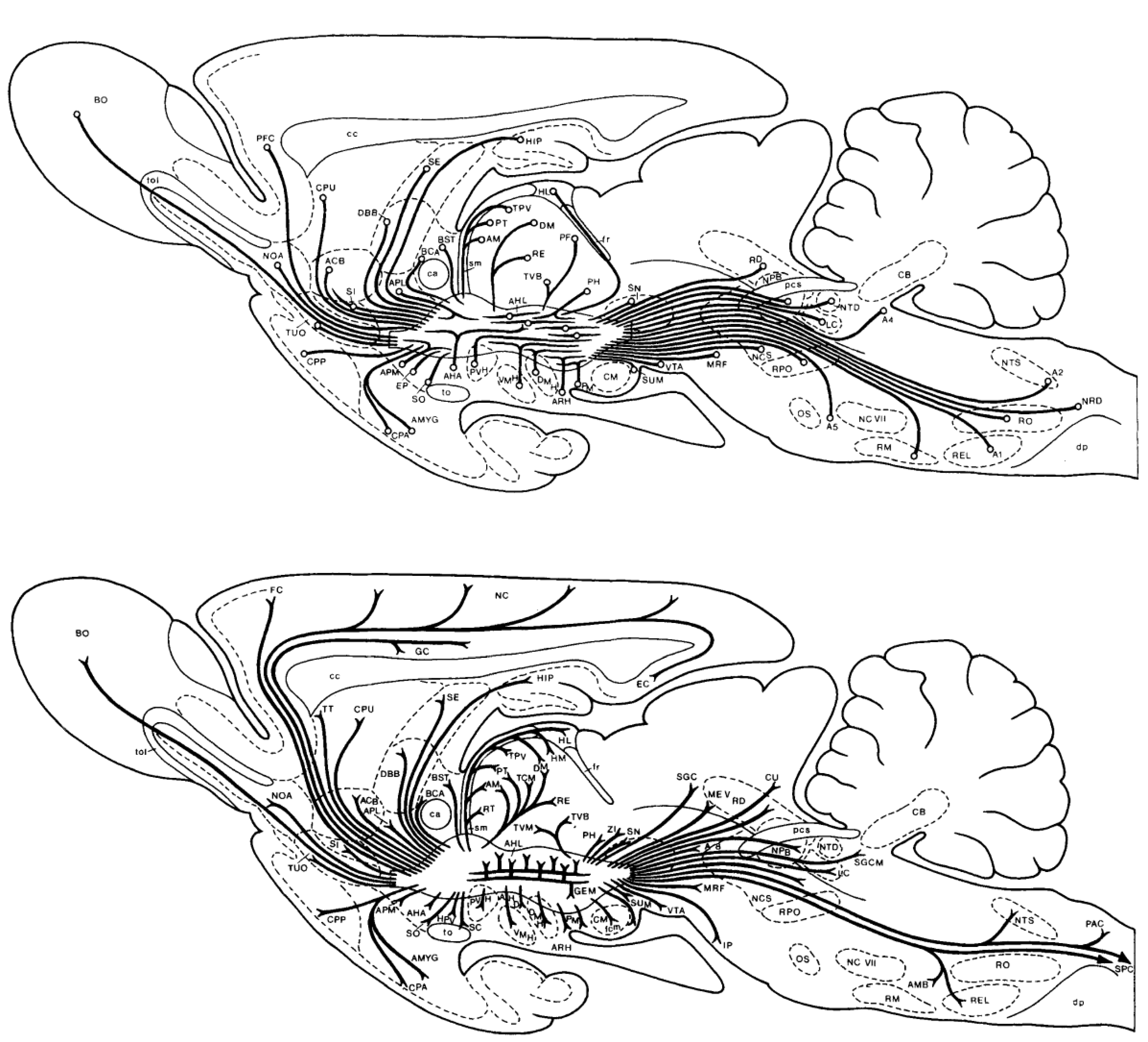 Brainsci 12 01052 g005 Brainsci 12 01052 g005