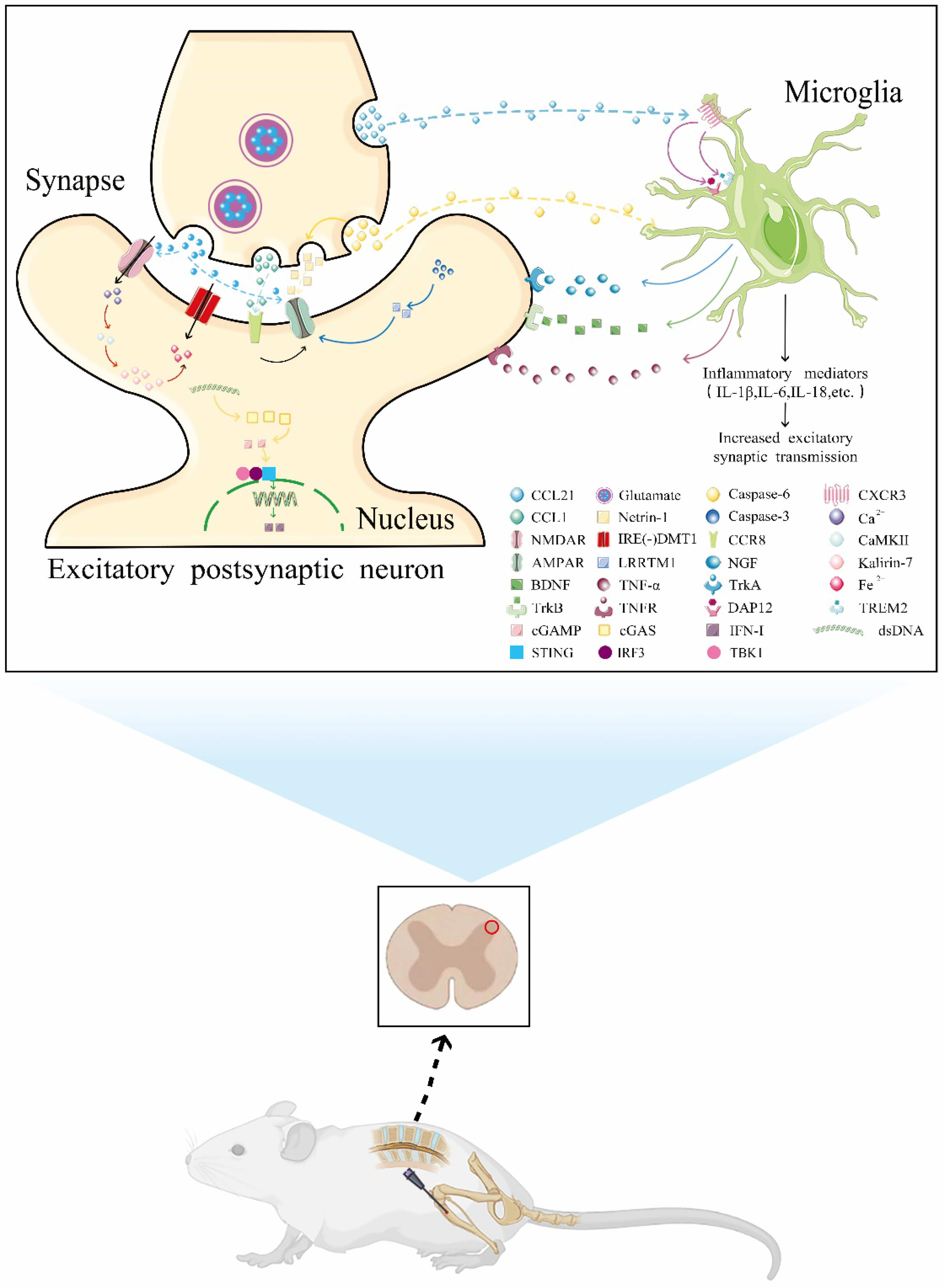 Brainsci 12 01056 g001